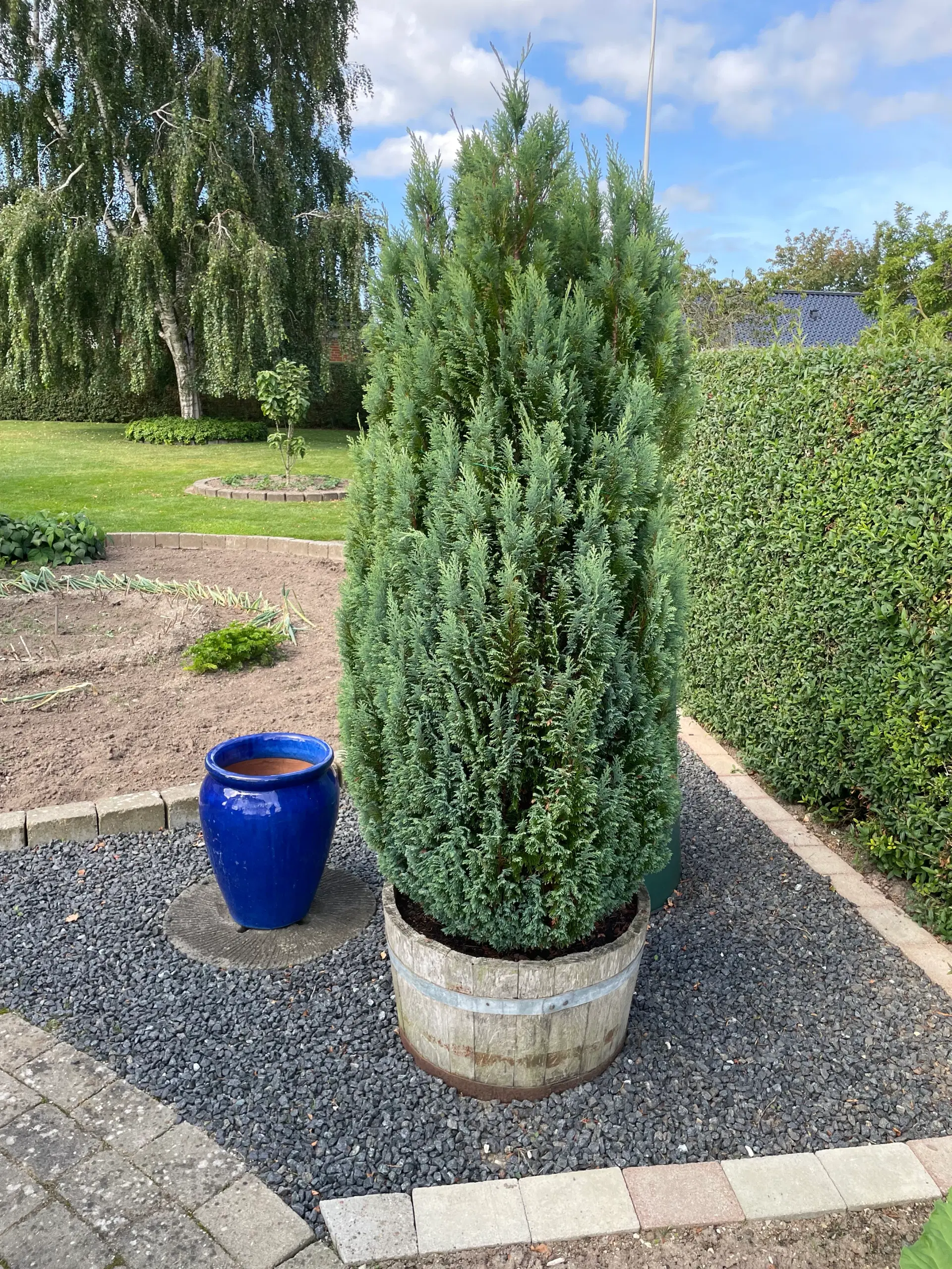 Thuja i whiskytønde