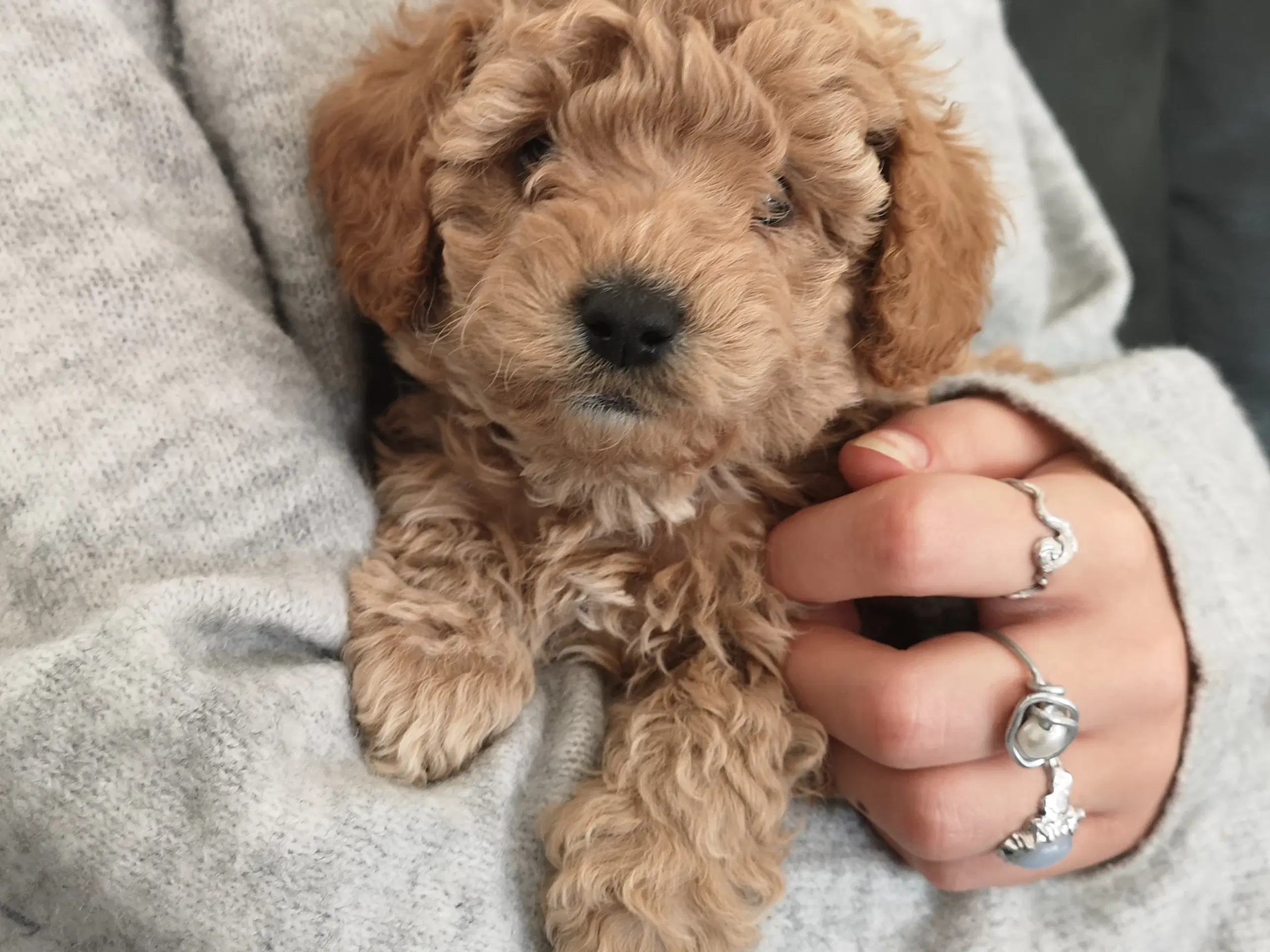 Cavapoo hvalp