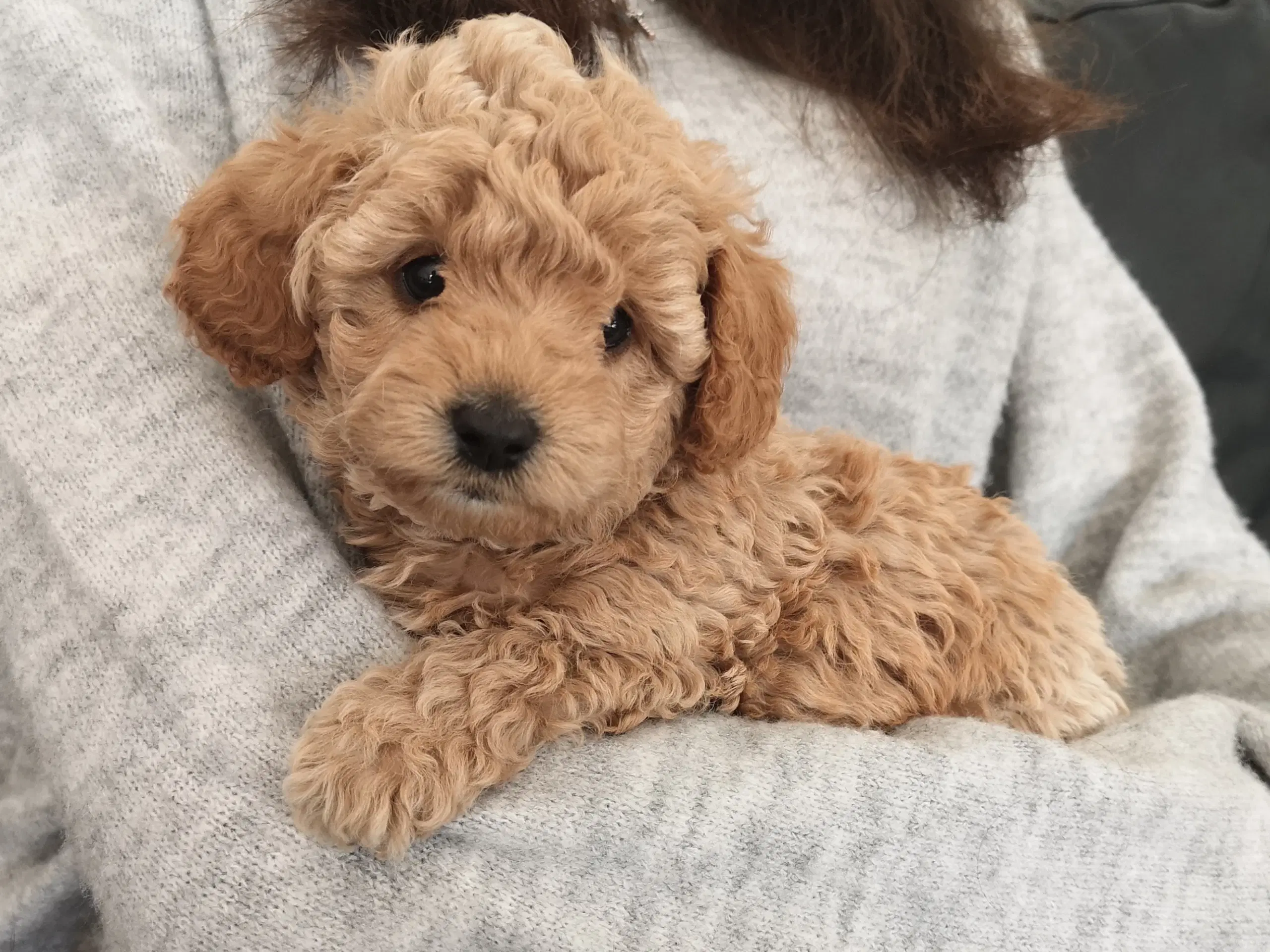 Cavapoo hvalp