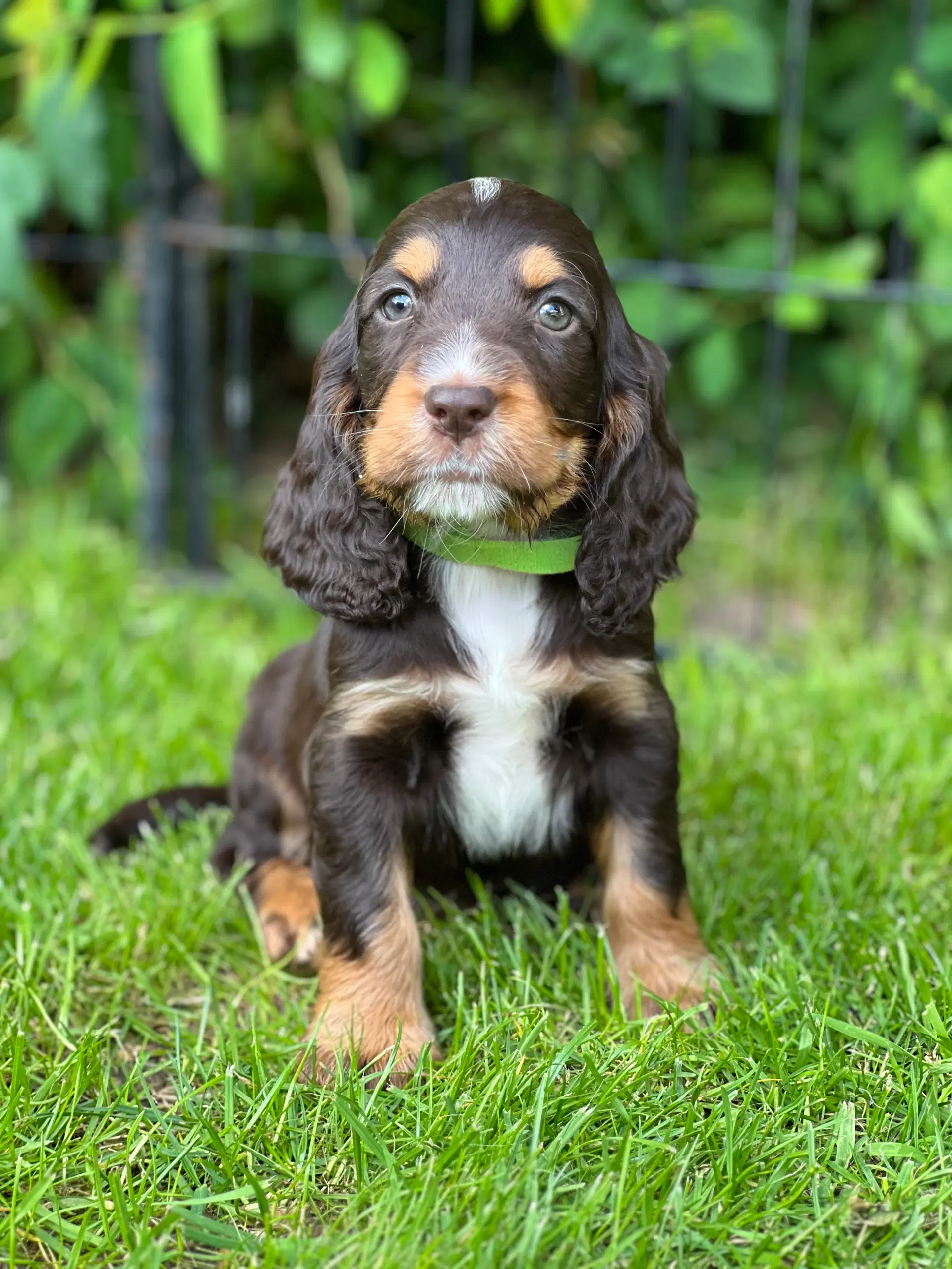 Cocker spaniel