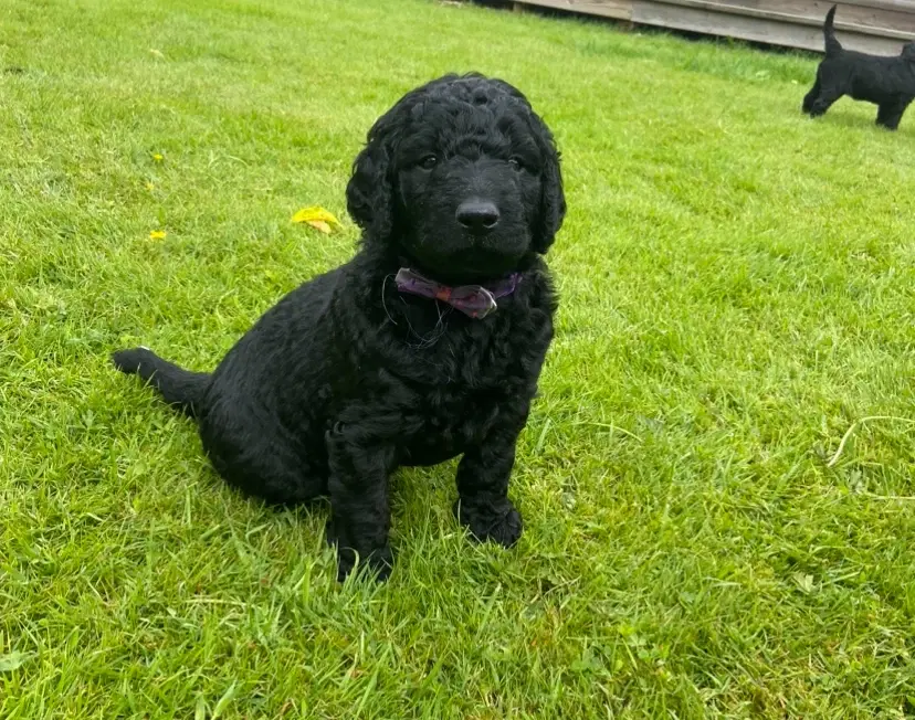 Labradoodle hvalpe