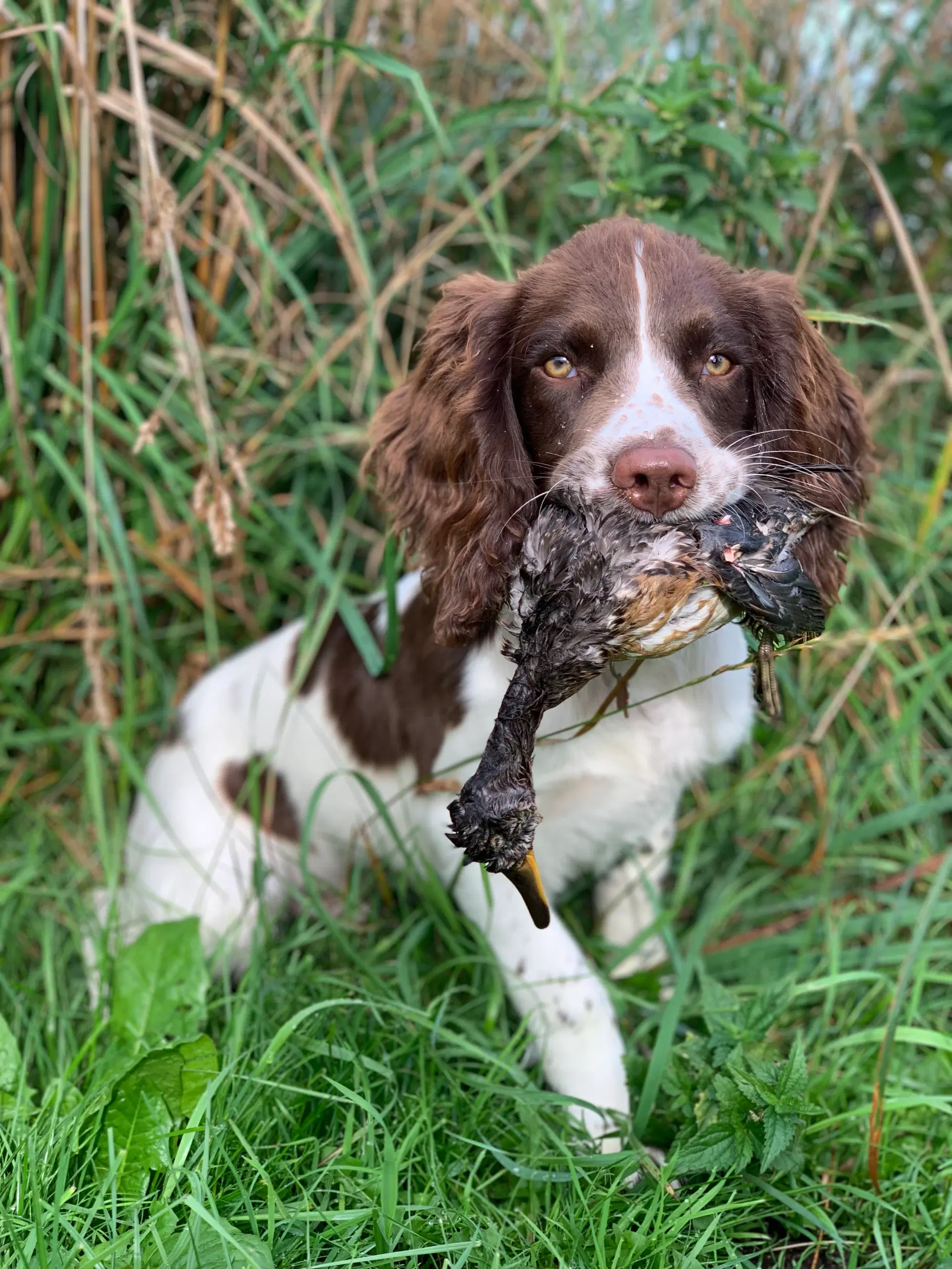 Ft springer spaniel parring