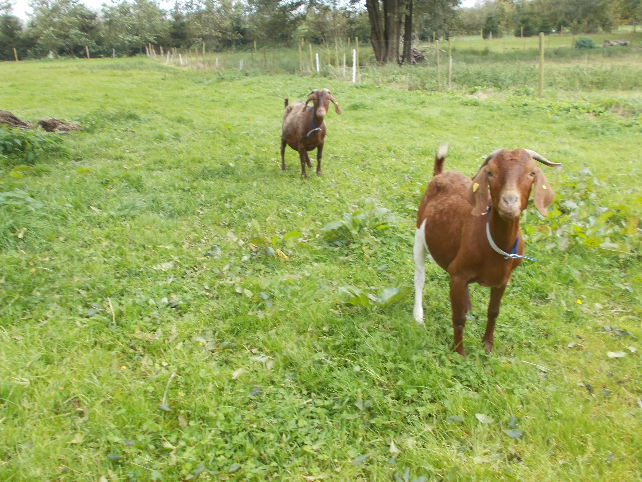 boergeder