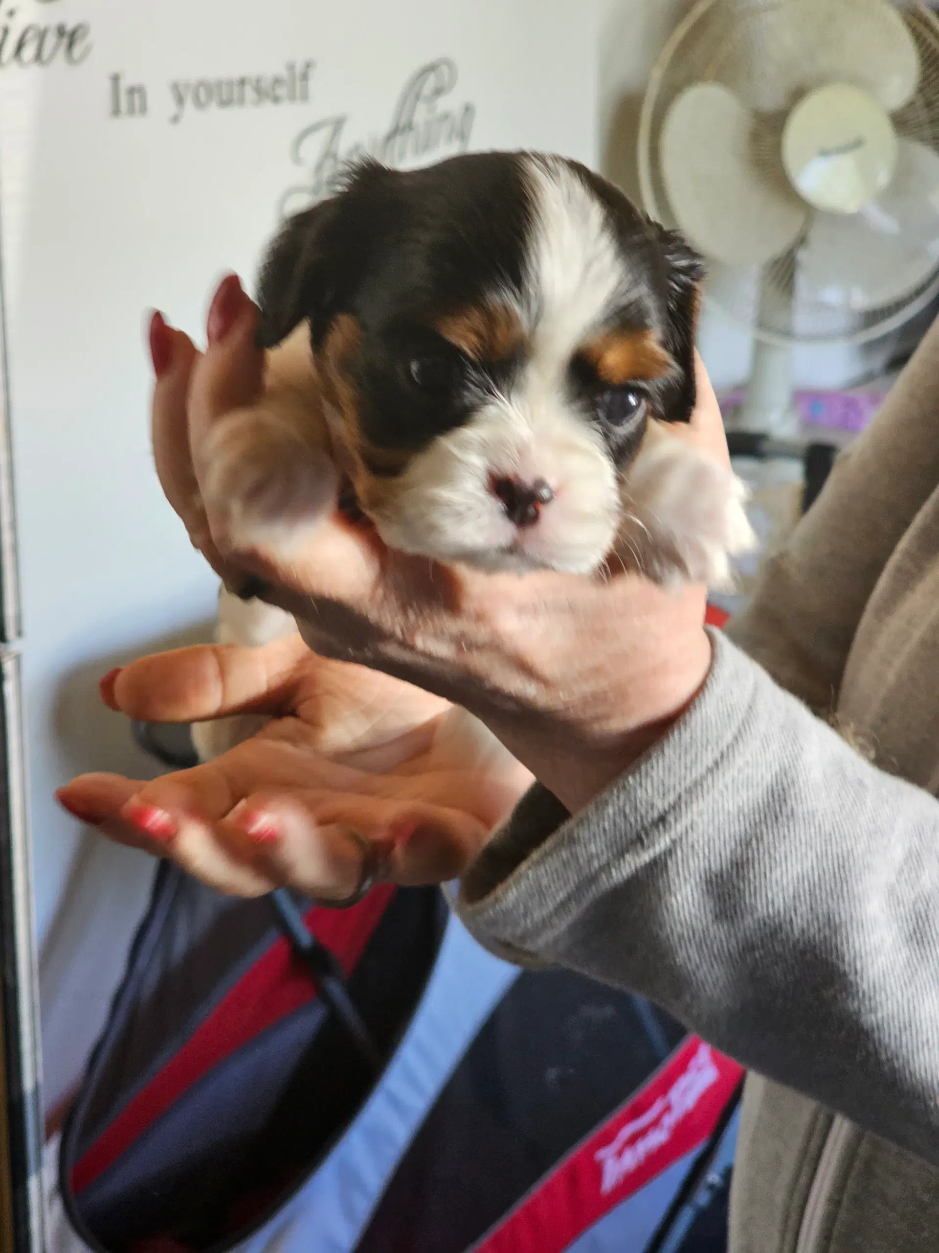 Cavalier King Charls Spaniel hvalpe sælges