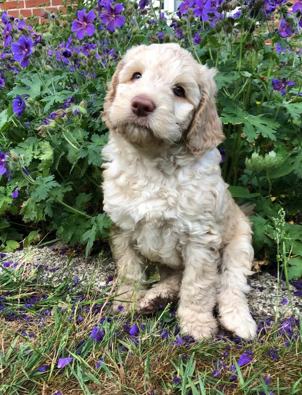 Labradoodle hvalpe Multigen