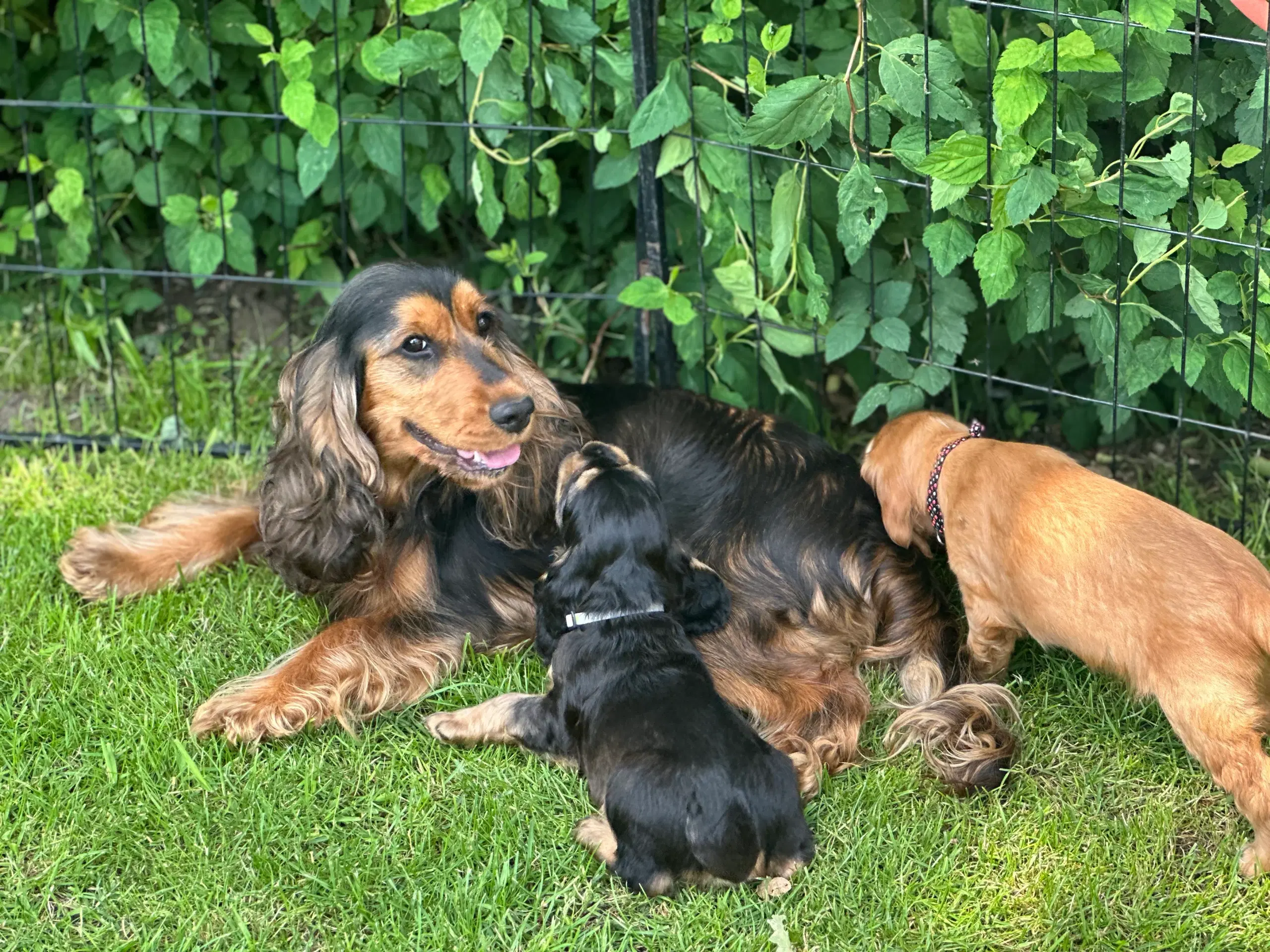 Cocker spaniel