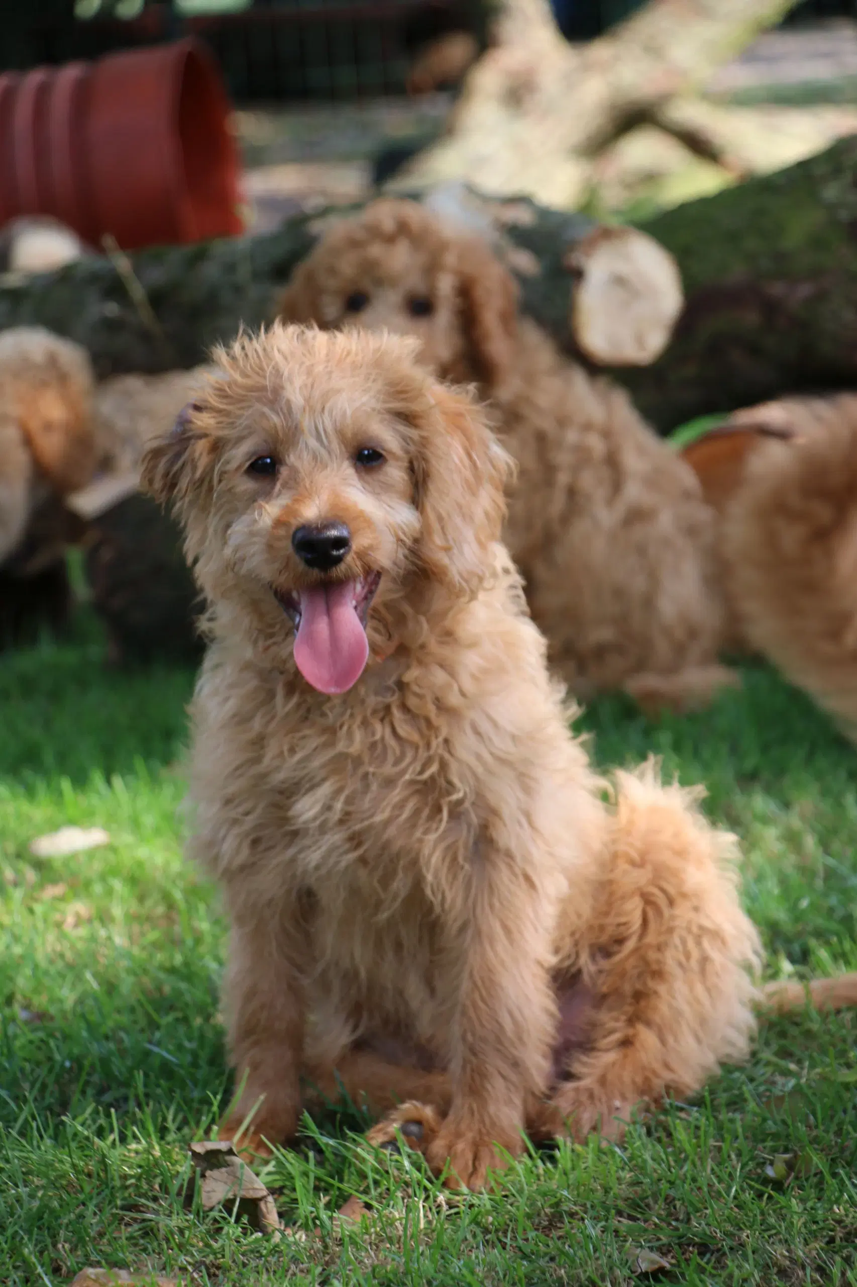 Goldendoodle Doodledoodle Cavapoo