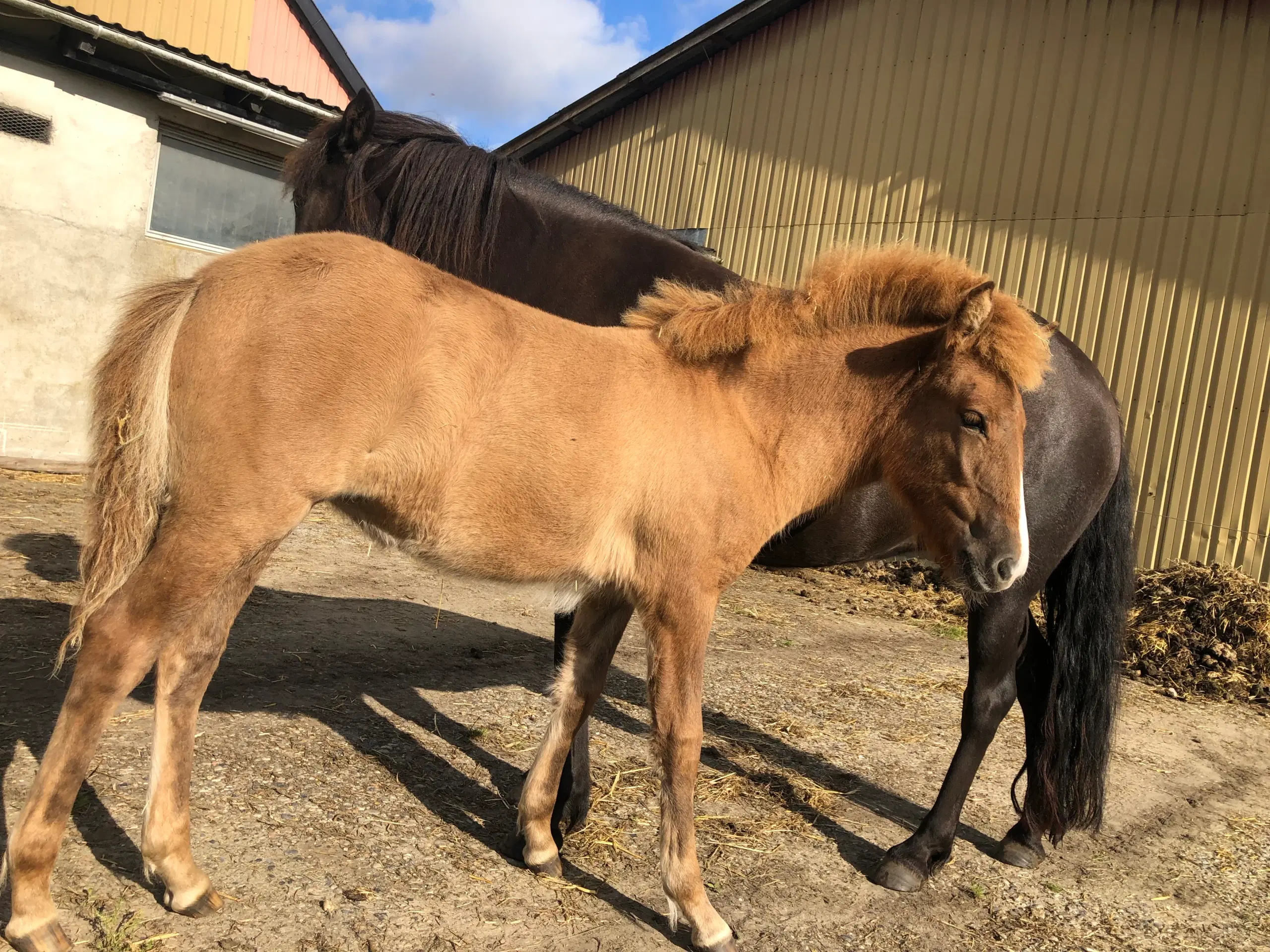 Skønne Síf Islandsk hoppeføl 1 år