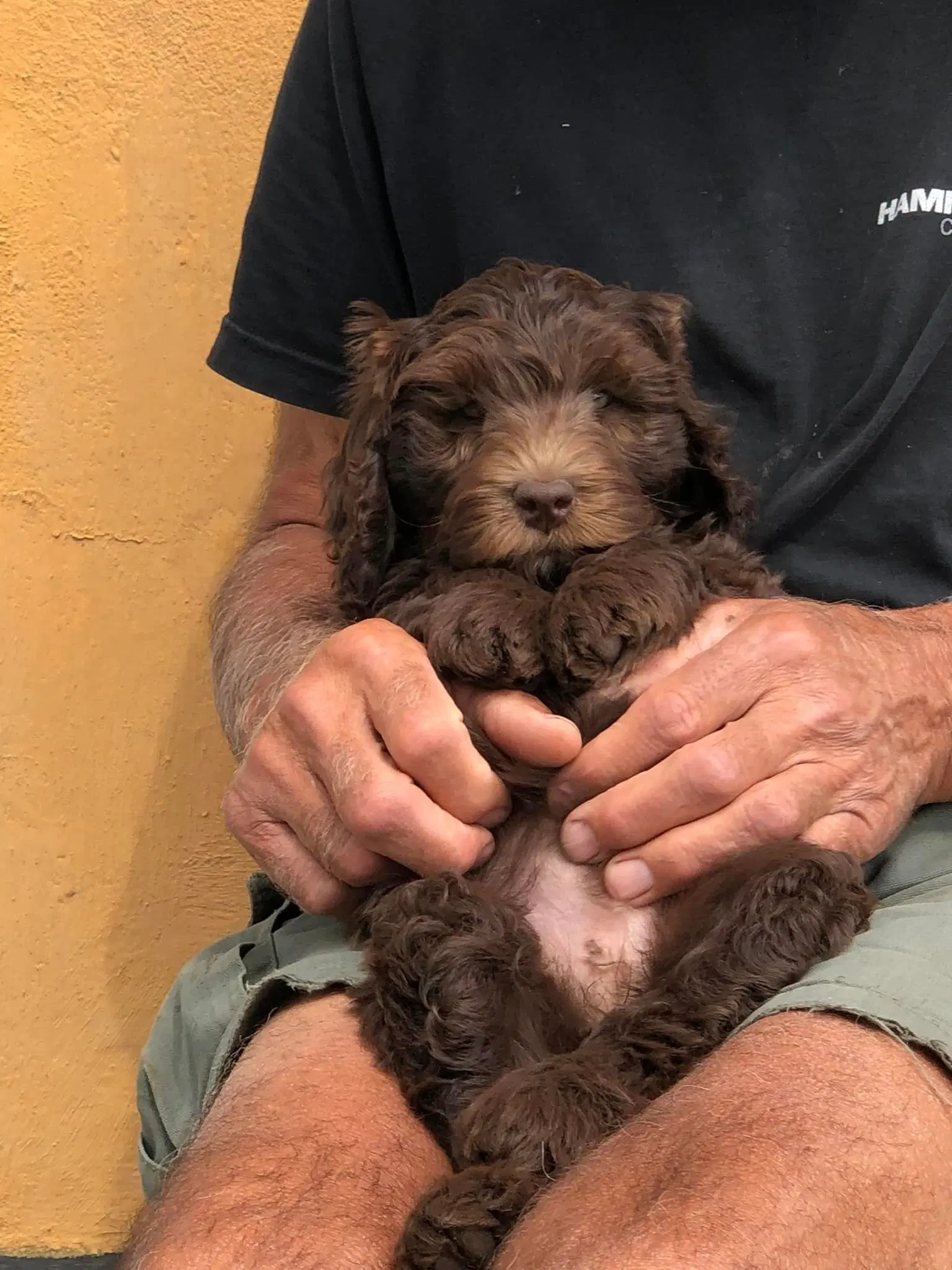 Labradoodle hvalpe