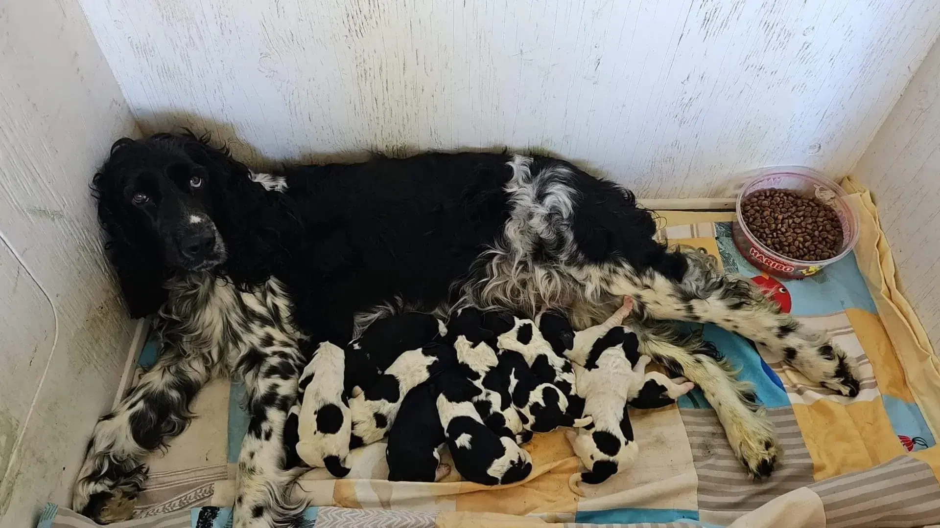 Engelsk Springer spaniel hvalpe