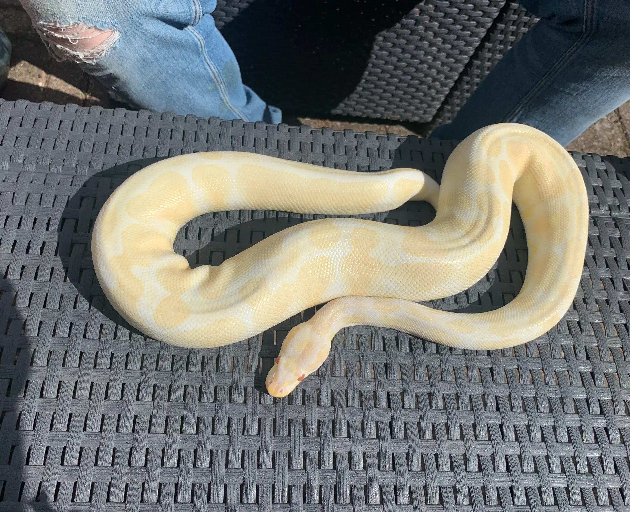 Albino kongepythoner