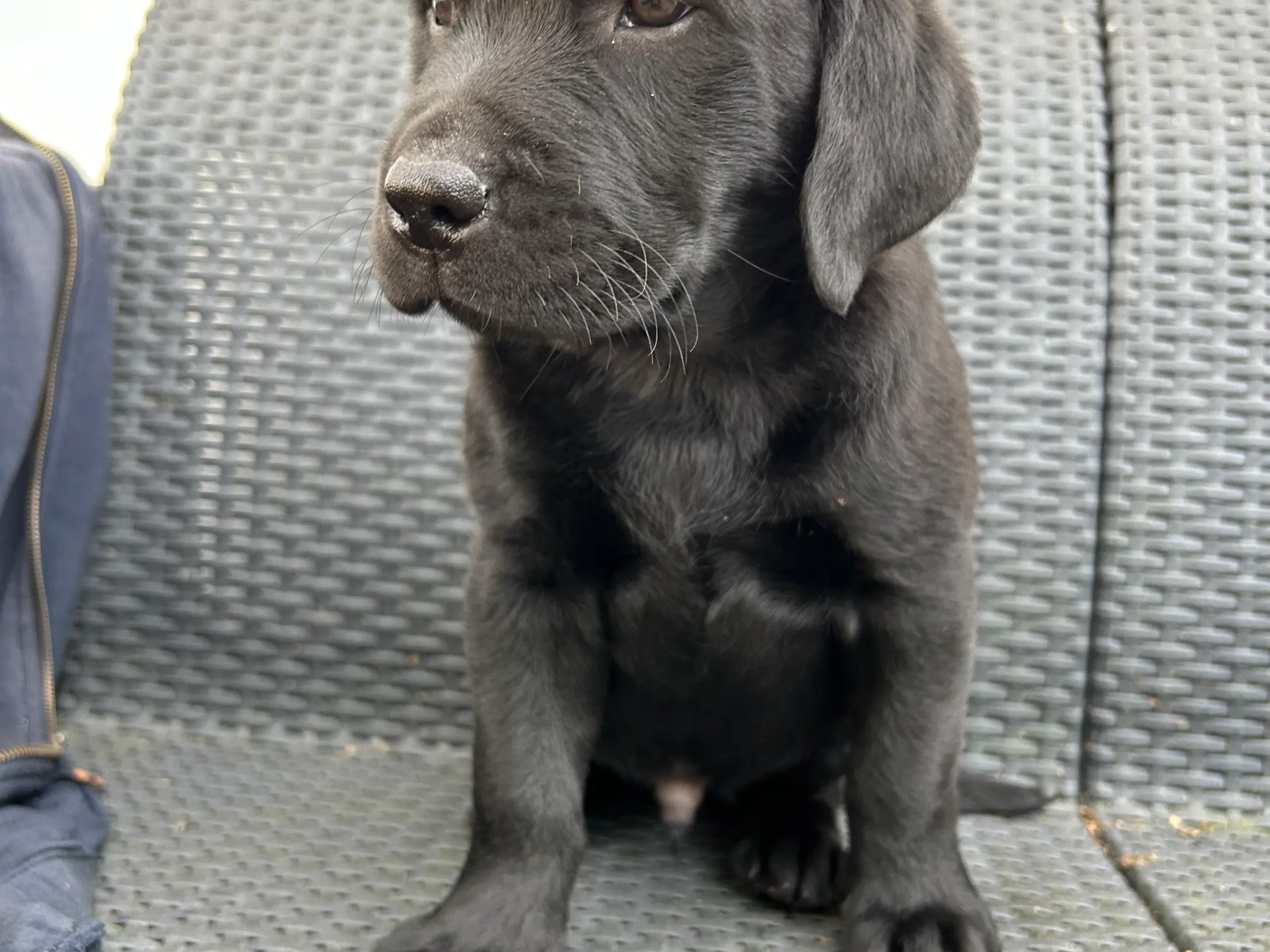 Labrador hvalpe klar til at flytte hjemmefra