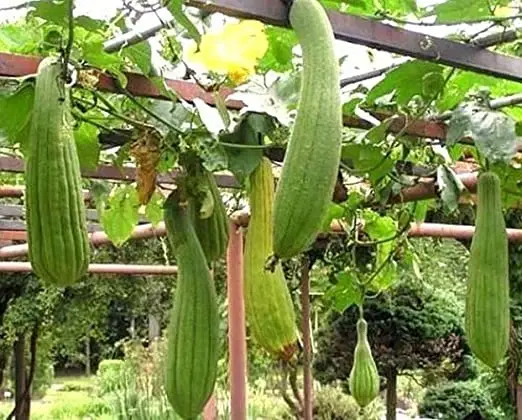 40 Loofah Frø inkl levering