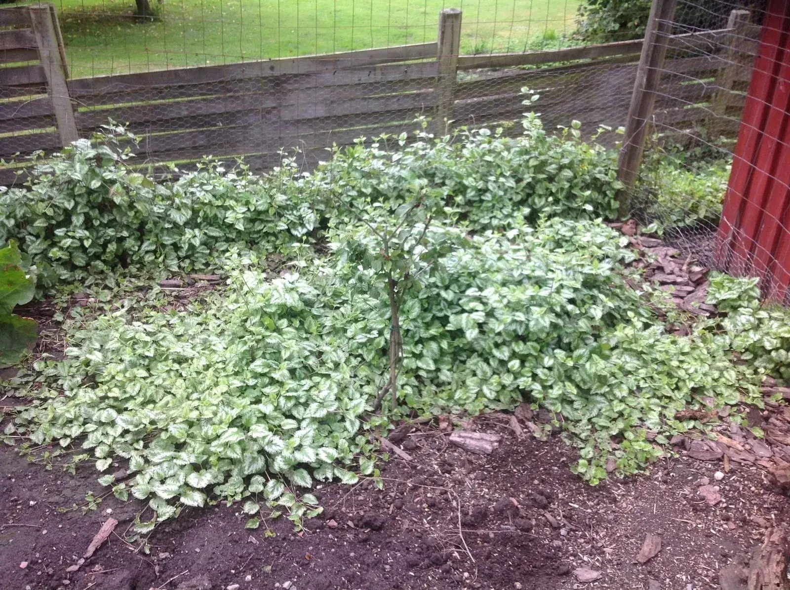 Bunddækkeplanter Guldnælde