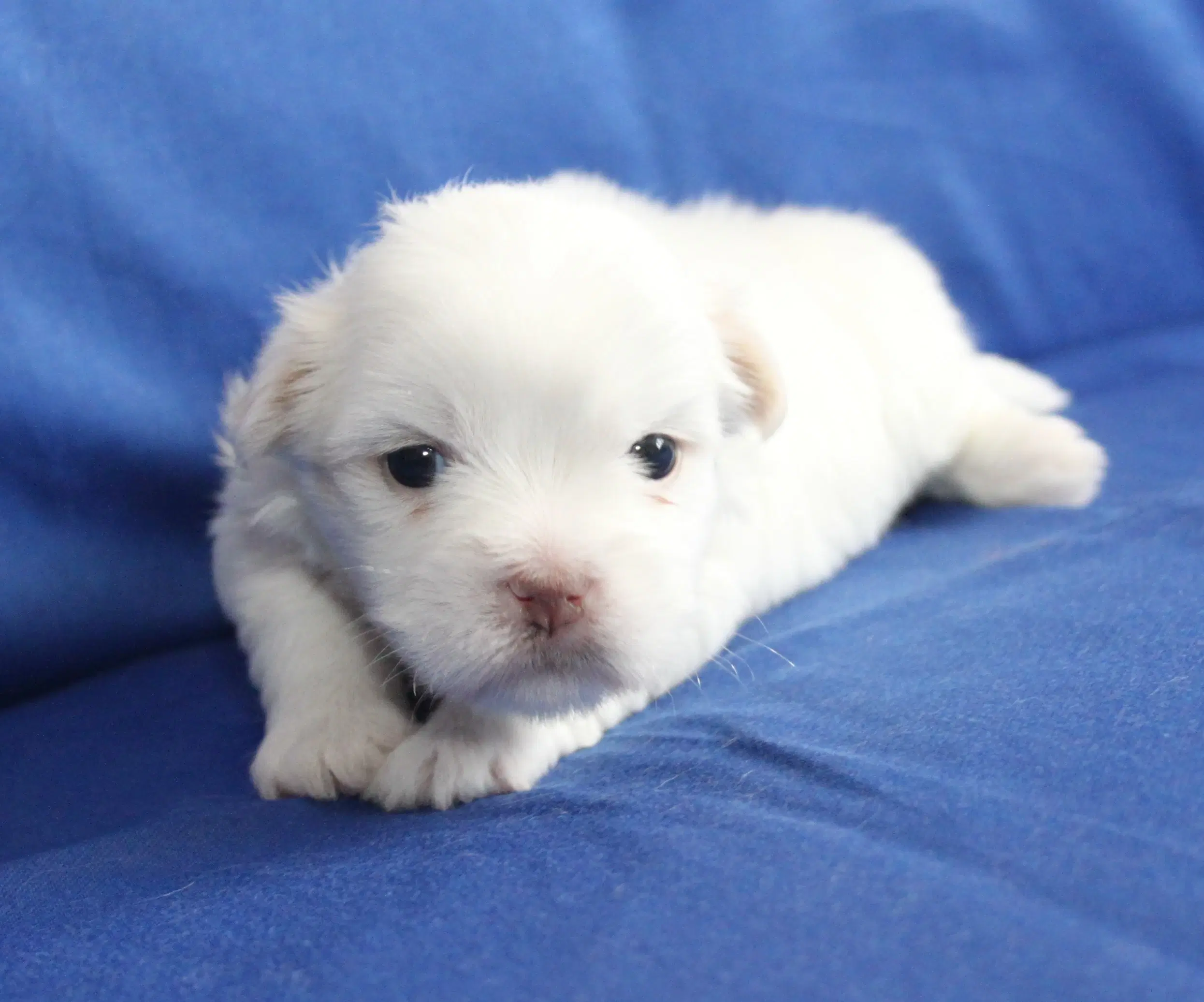 Coton De Tulear hvalpe ( Bomulds hvalpe)