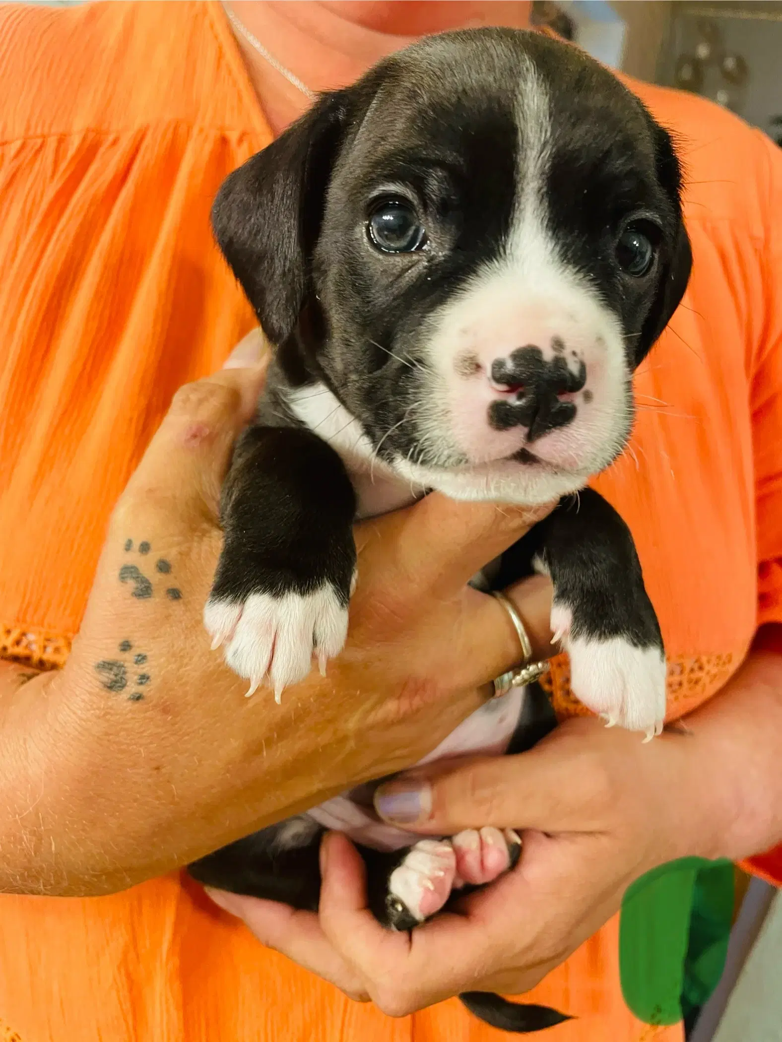 Fransk bulldog bla med cockerspaniel/ cavalier