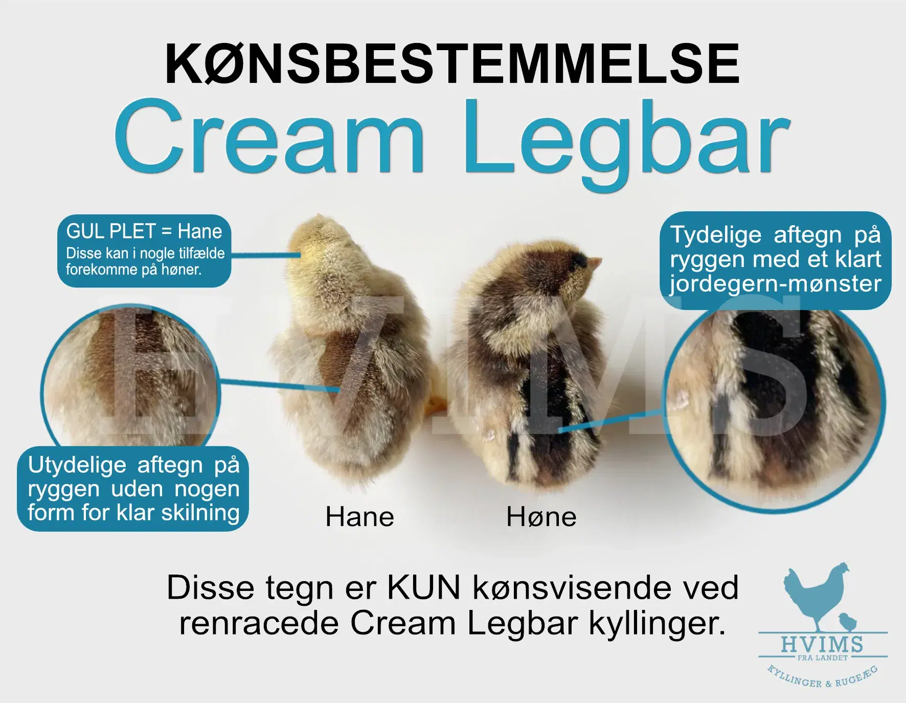 Cream Legbar Rugeæg