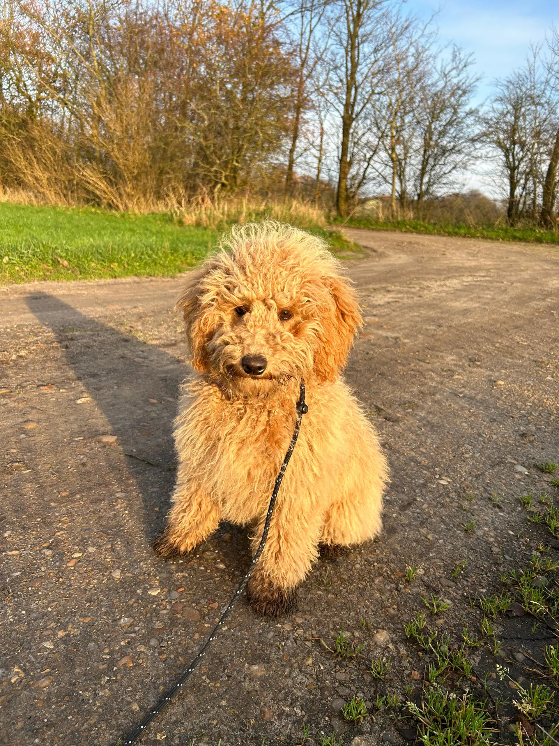 Goldendoodle Doodledoodle Cavapoo