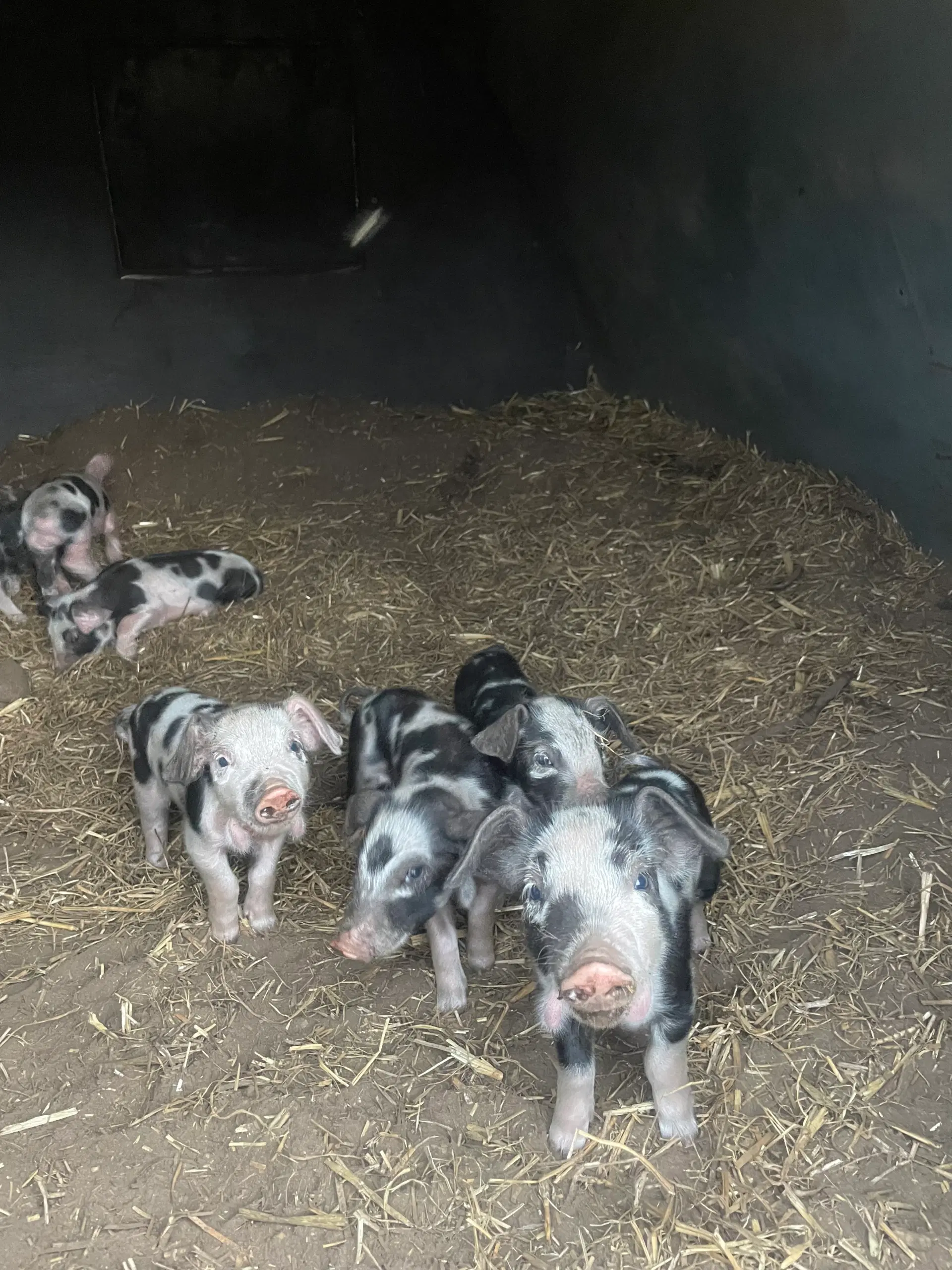 Sortbroget dansk landrace - smågrise