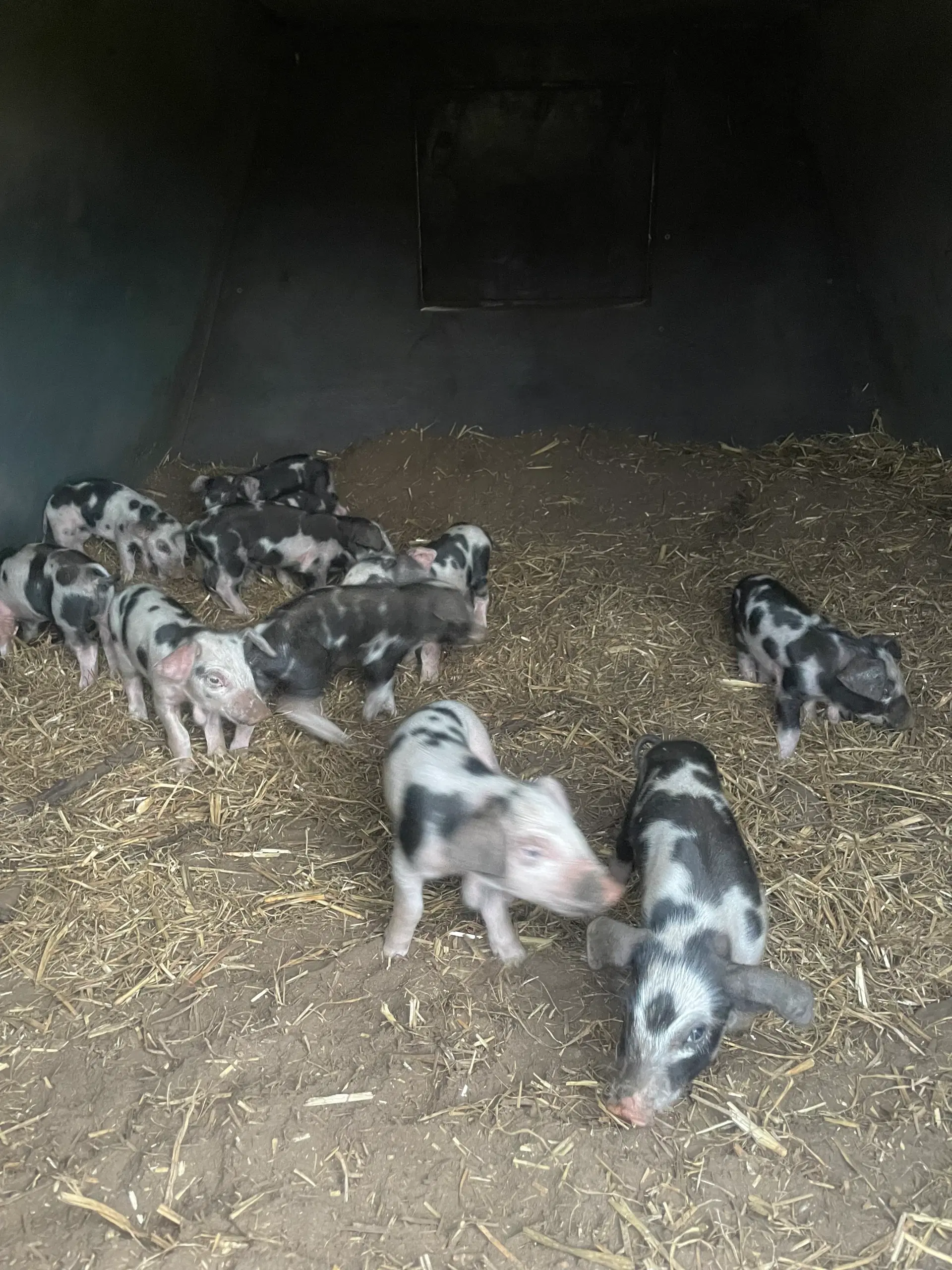 Sortbroget dansk landrace - smågrise