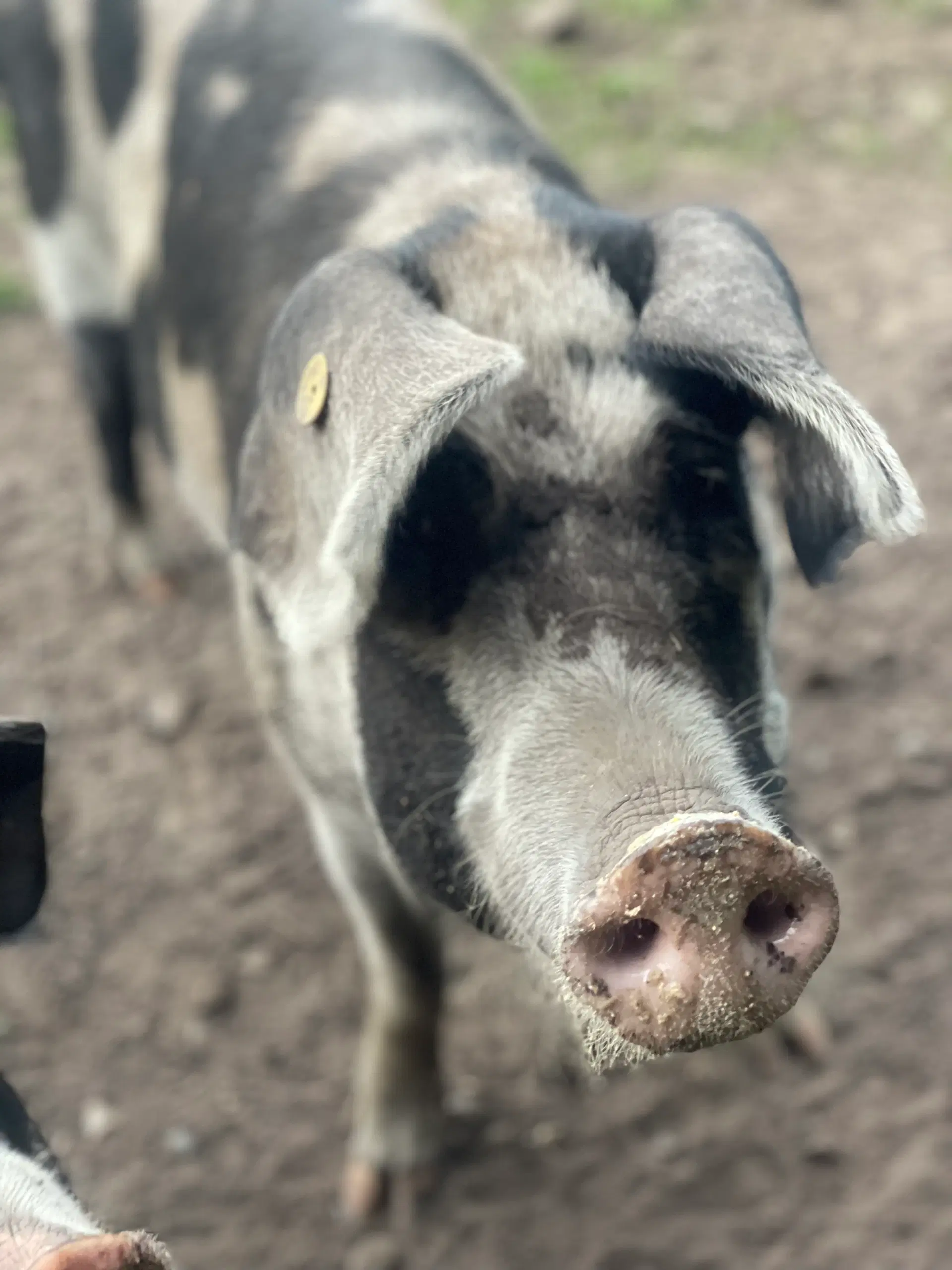 Sortbroget dansk landrace - smågrise