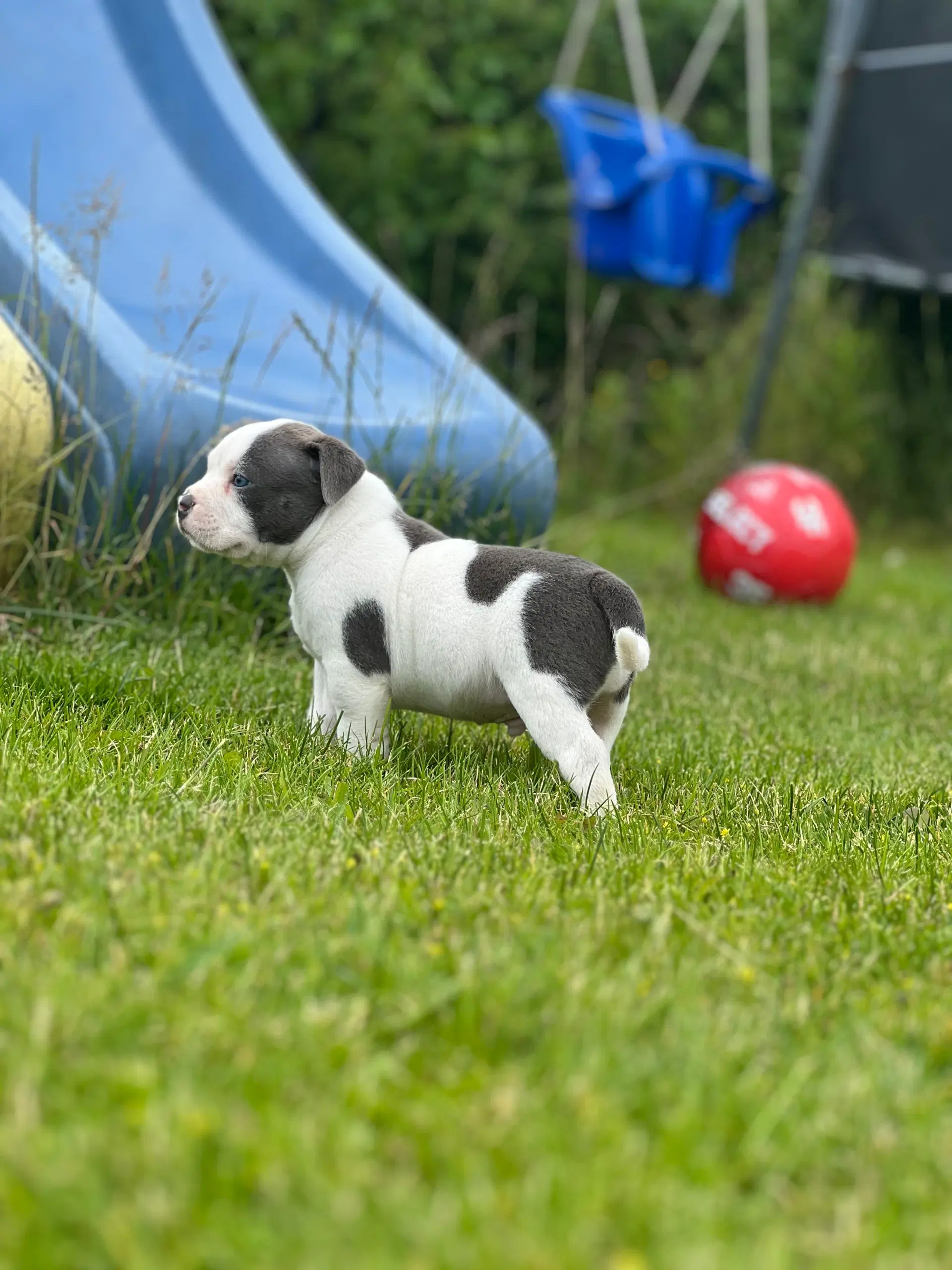 American bully pocket Hanhvalpe