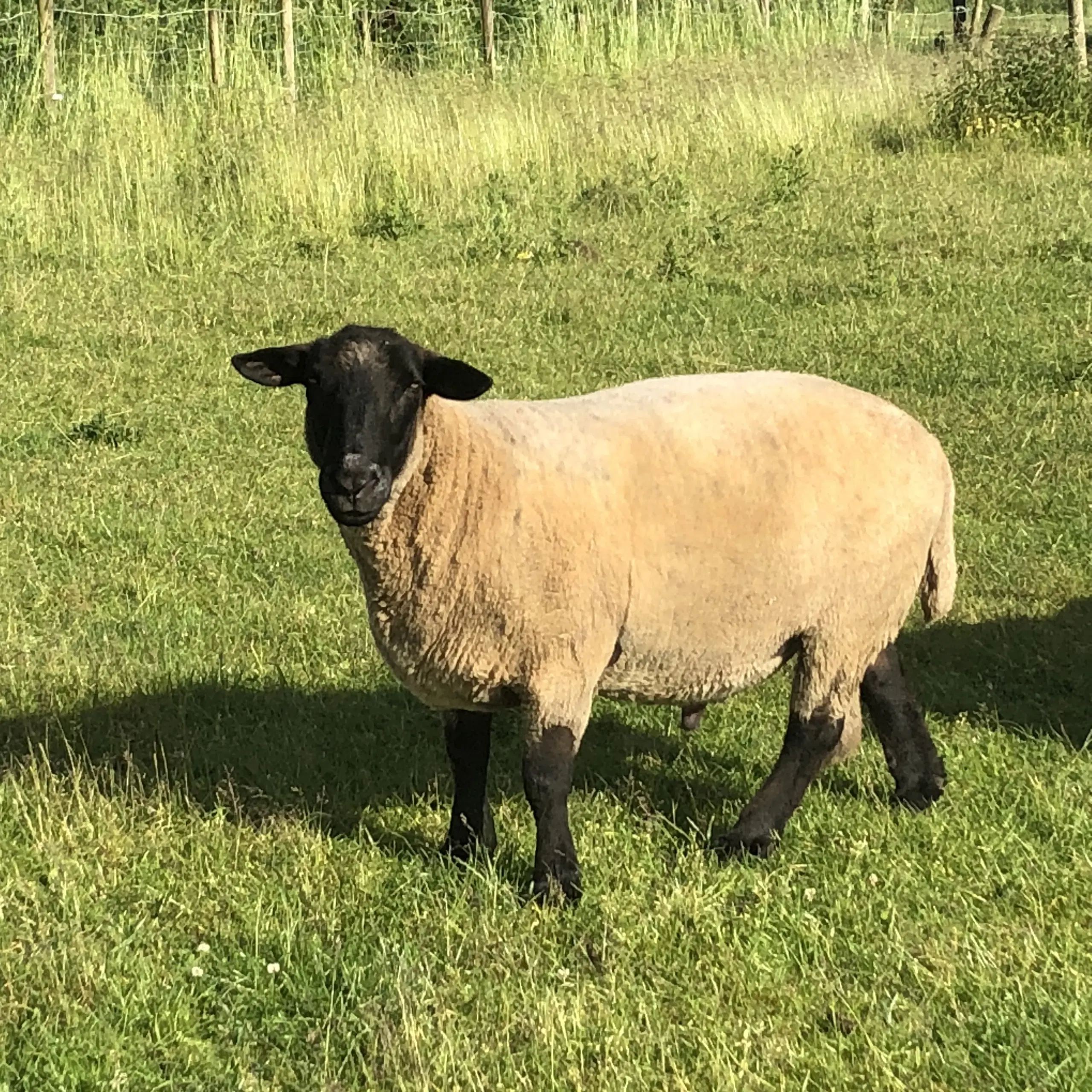 Suffolk avlsvædder sælges