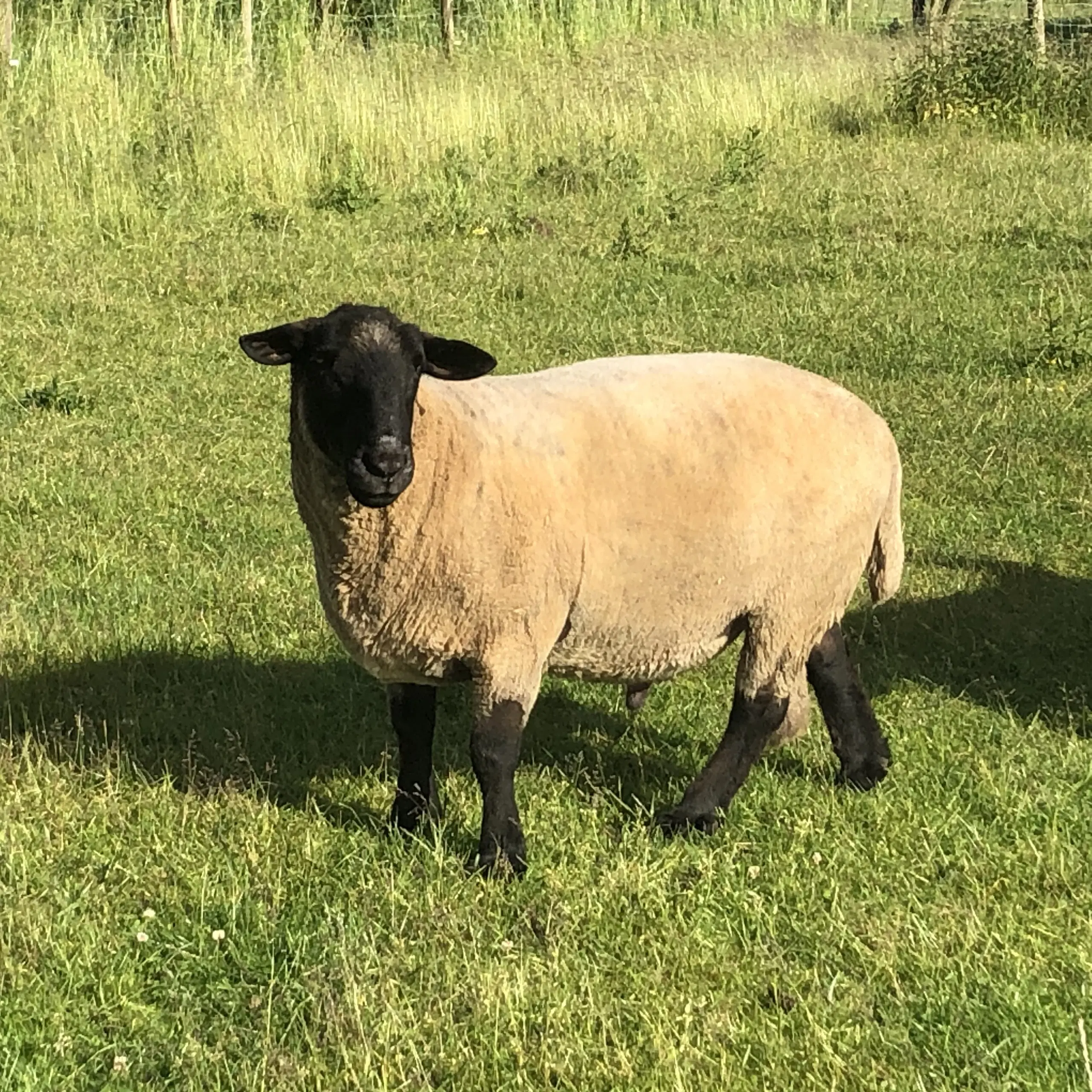 Suffolk avlsvædder sælges