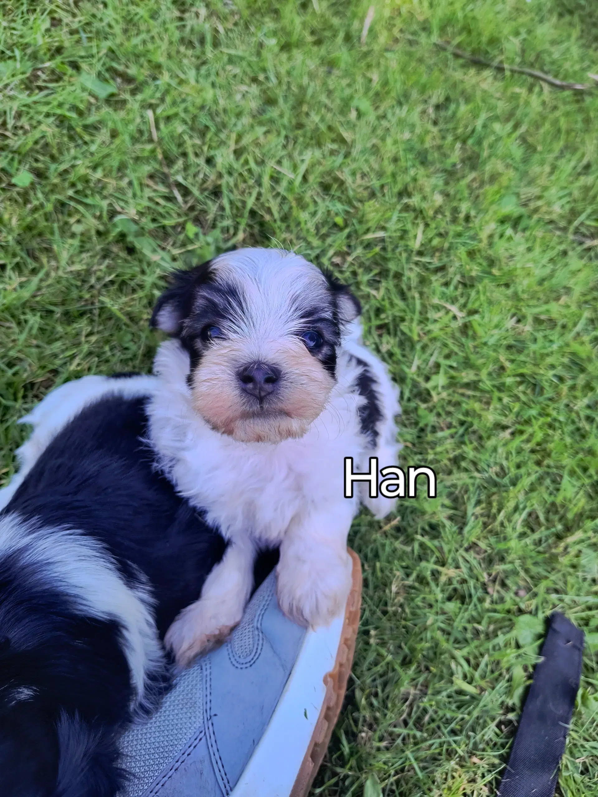 Coton de tulear /malteser hvalpe