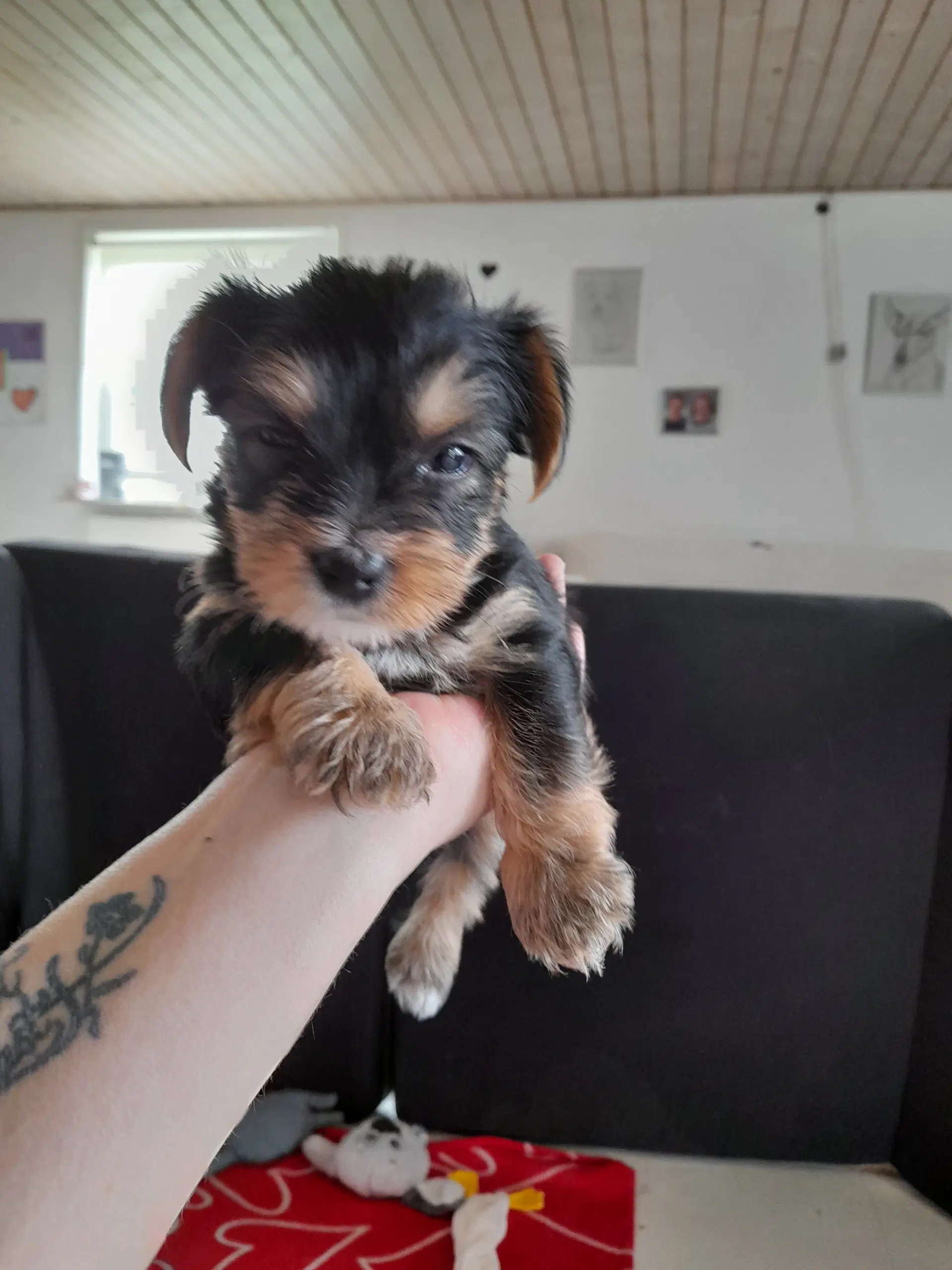 Yorkshire terrier hvalpe