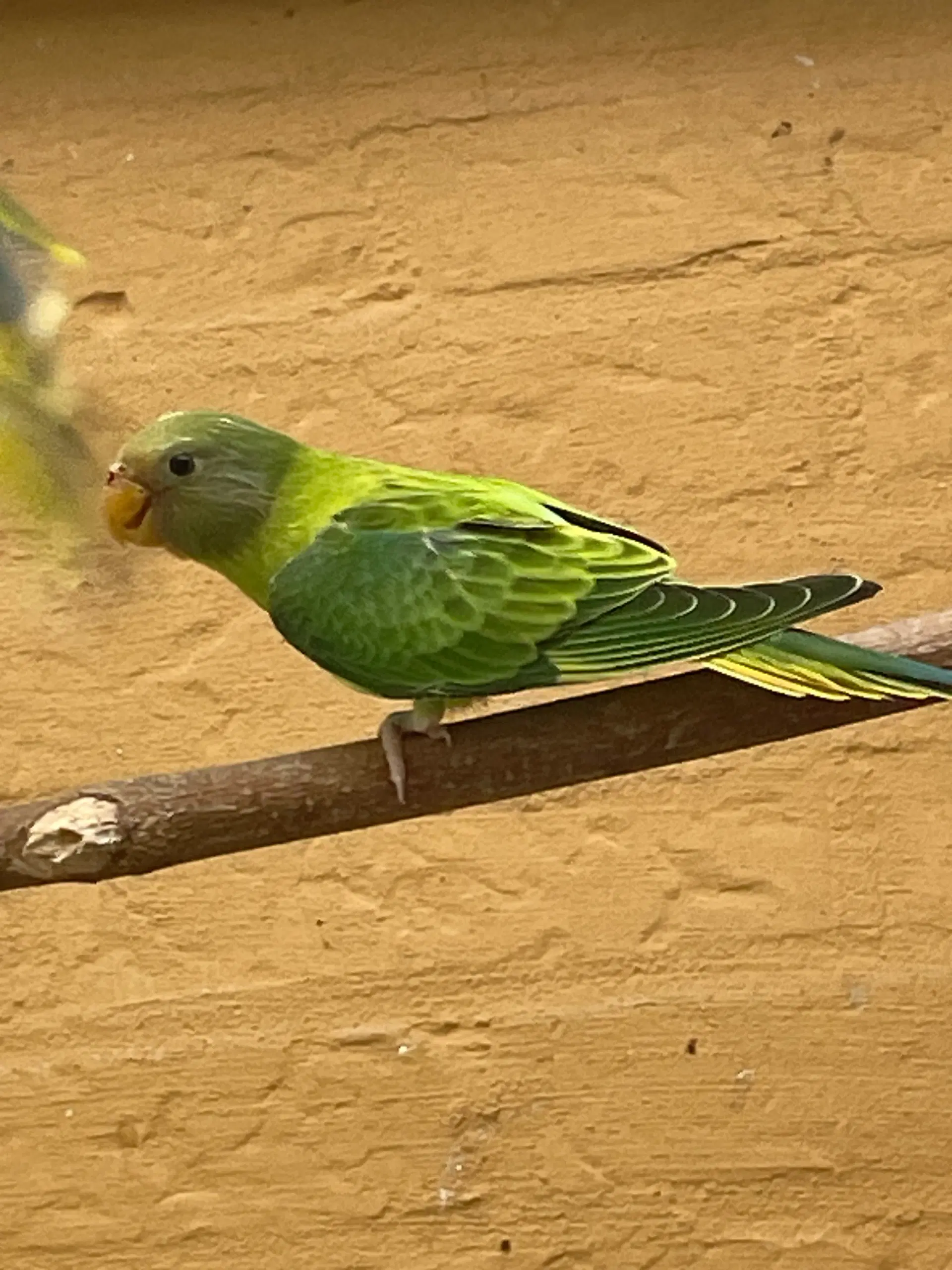 Blommehovedet opaline