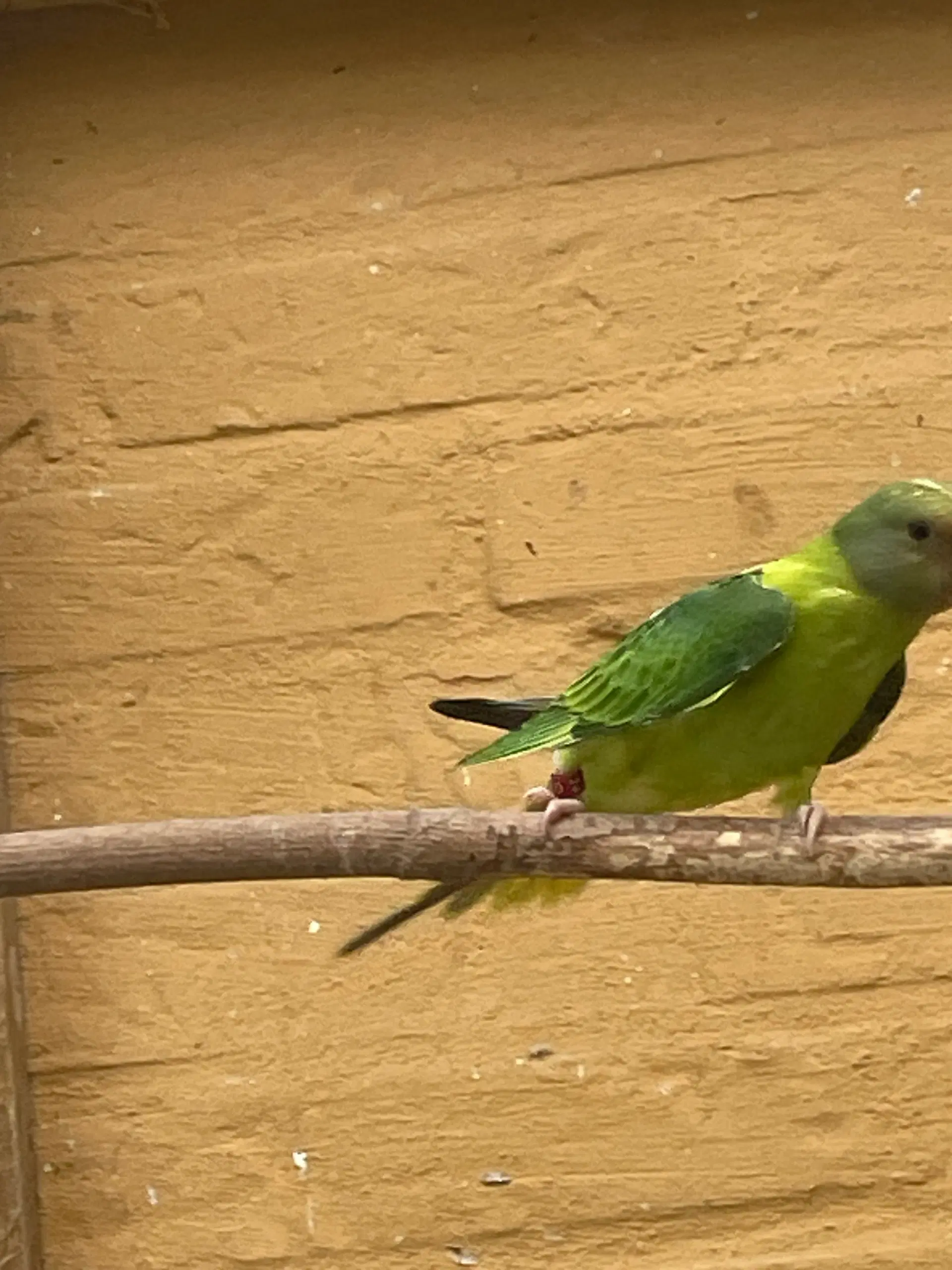 Blommehovedet opaline