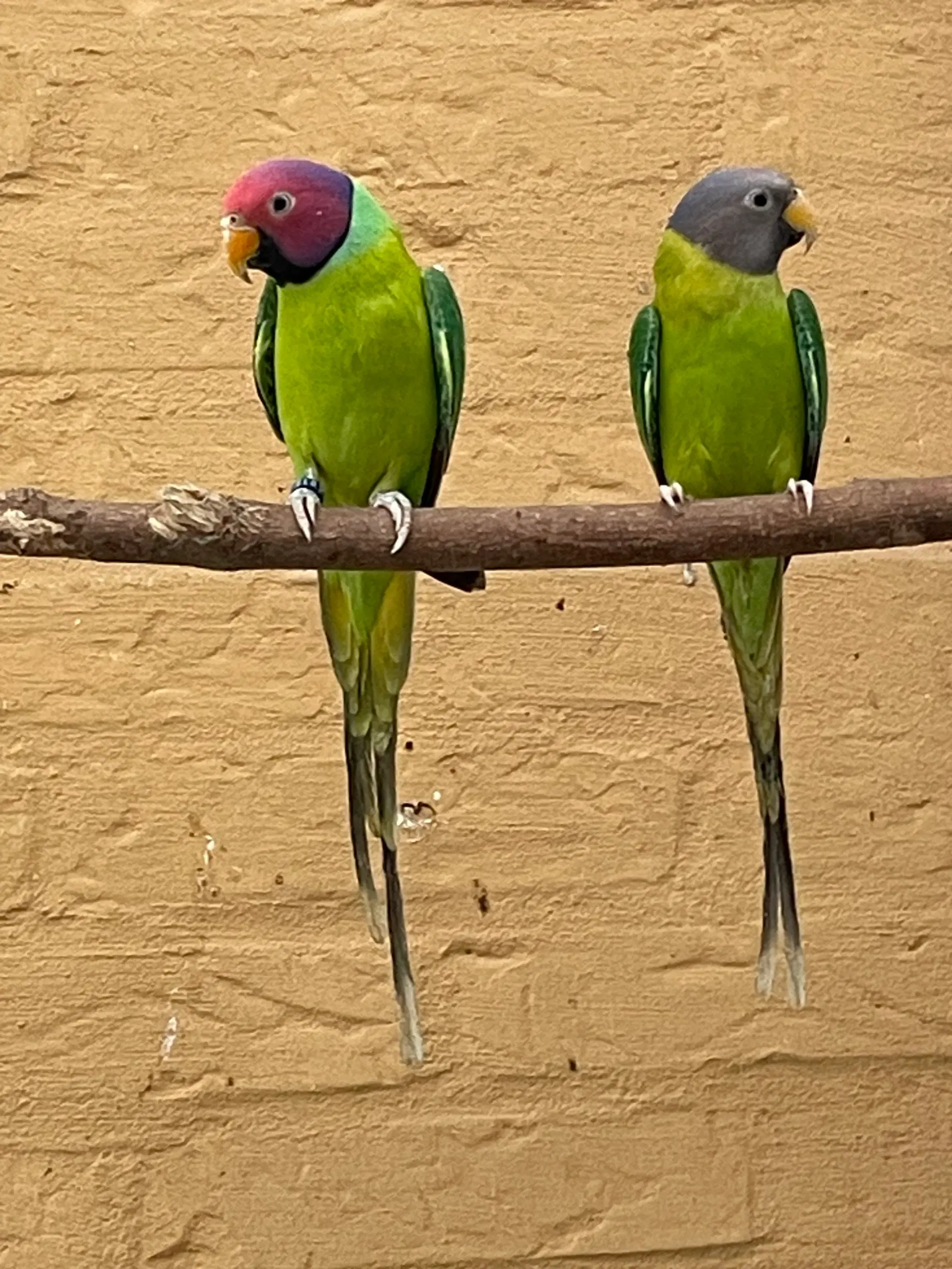 Blommehovedet opaline