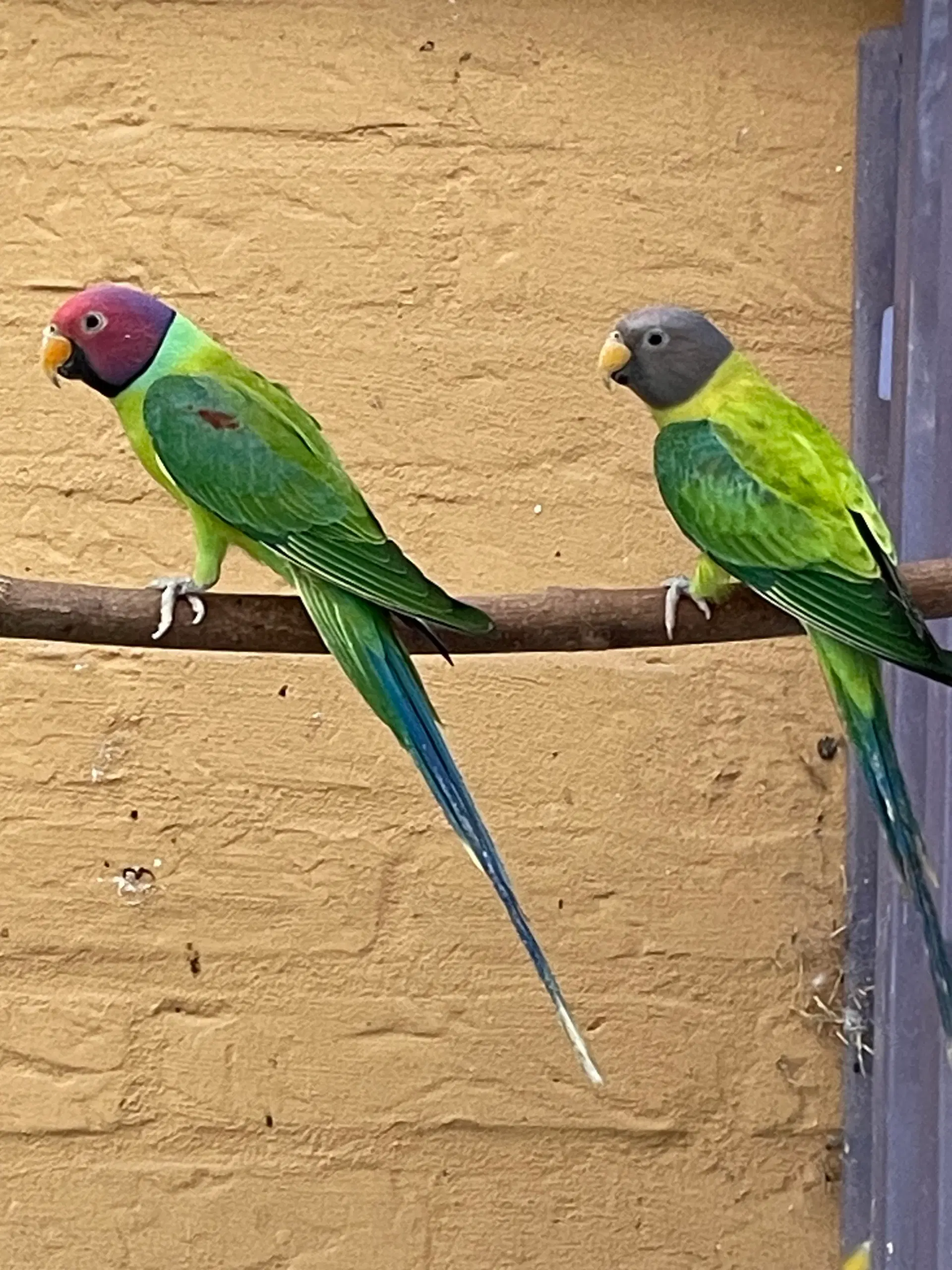 Blommehovedet opaline