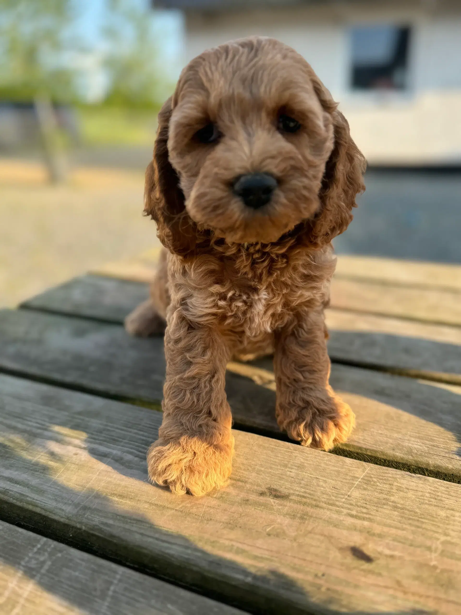 Cockapoo F1 pelsbørn