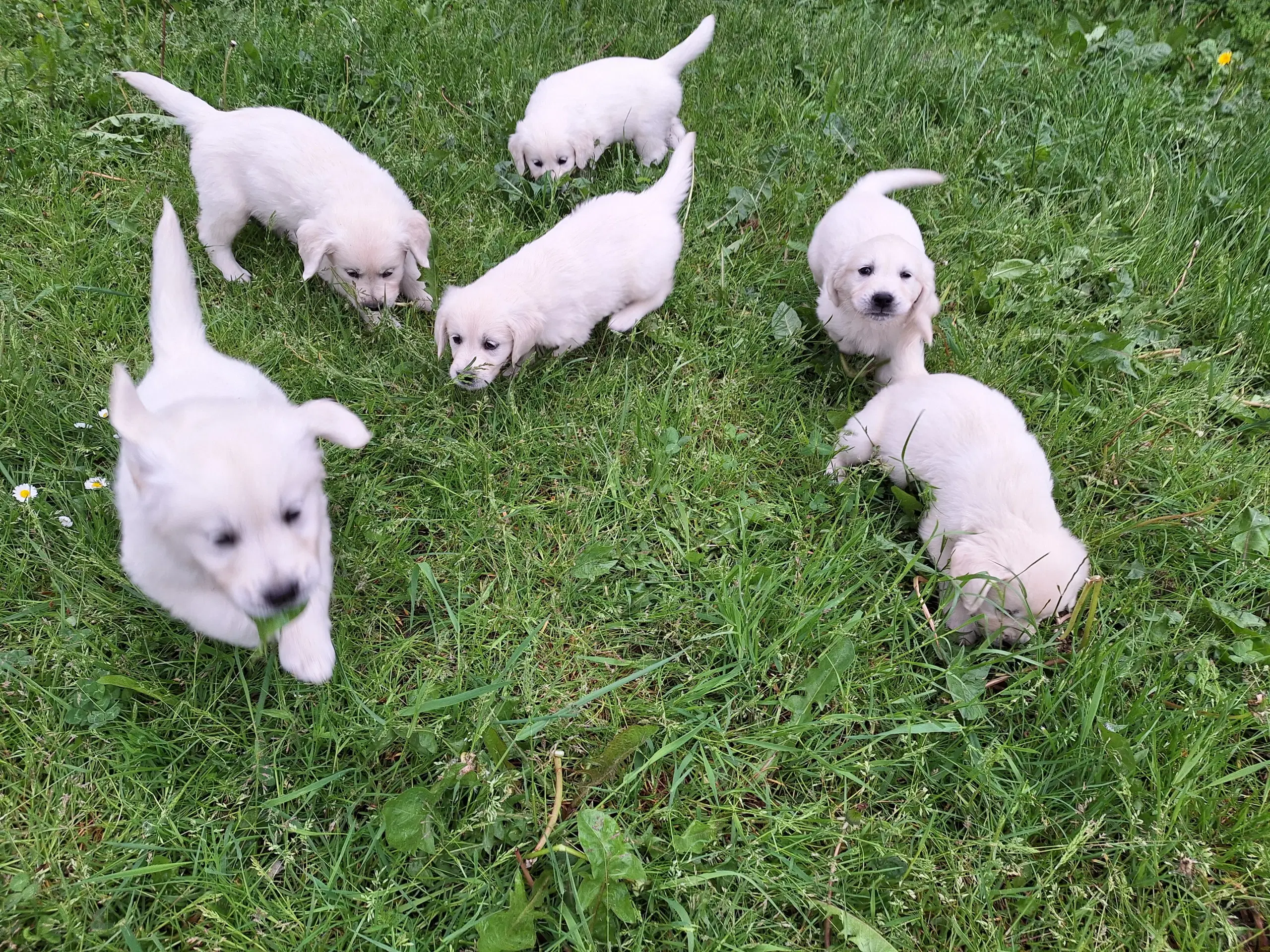 Golden retriever hvalpe