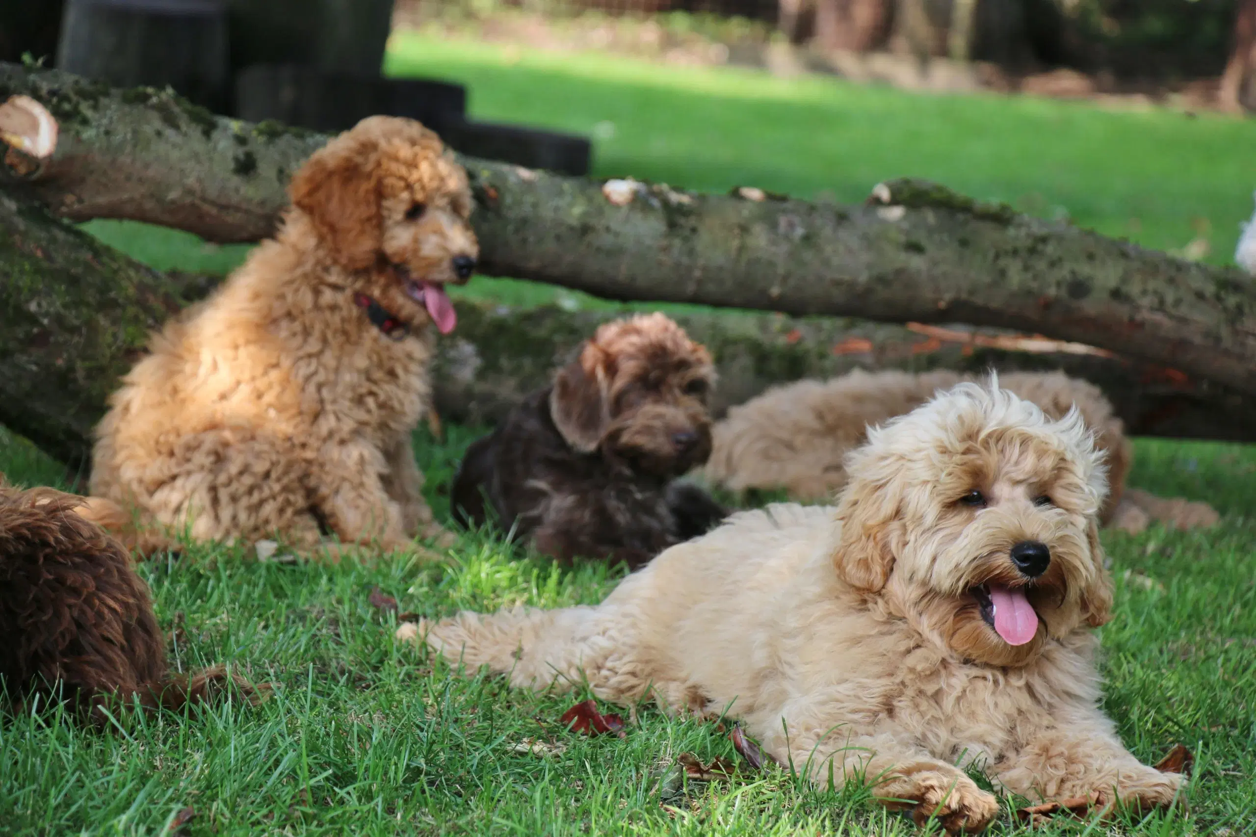 Goldendoodle Doodledoodle Cavapoo