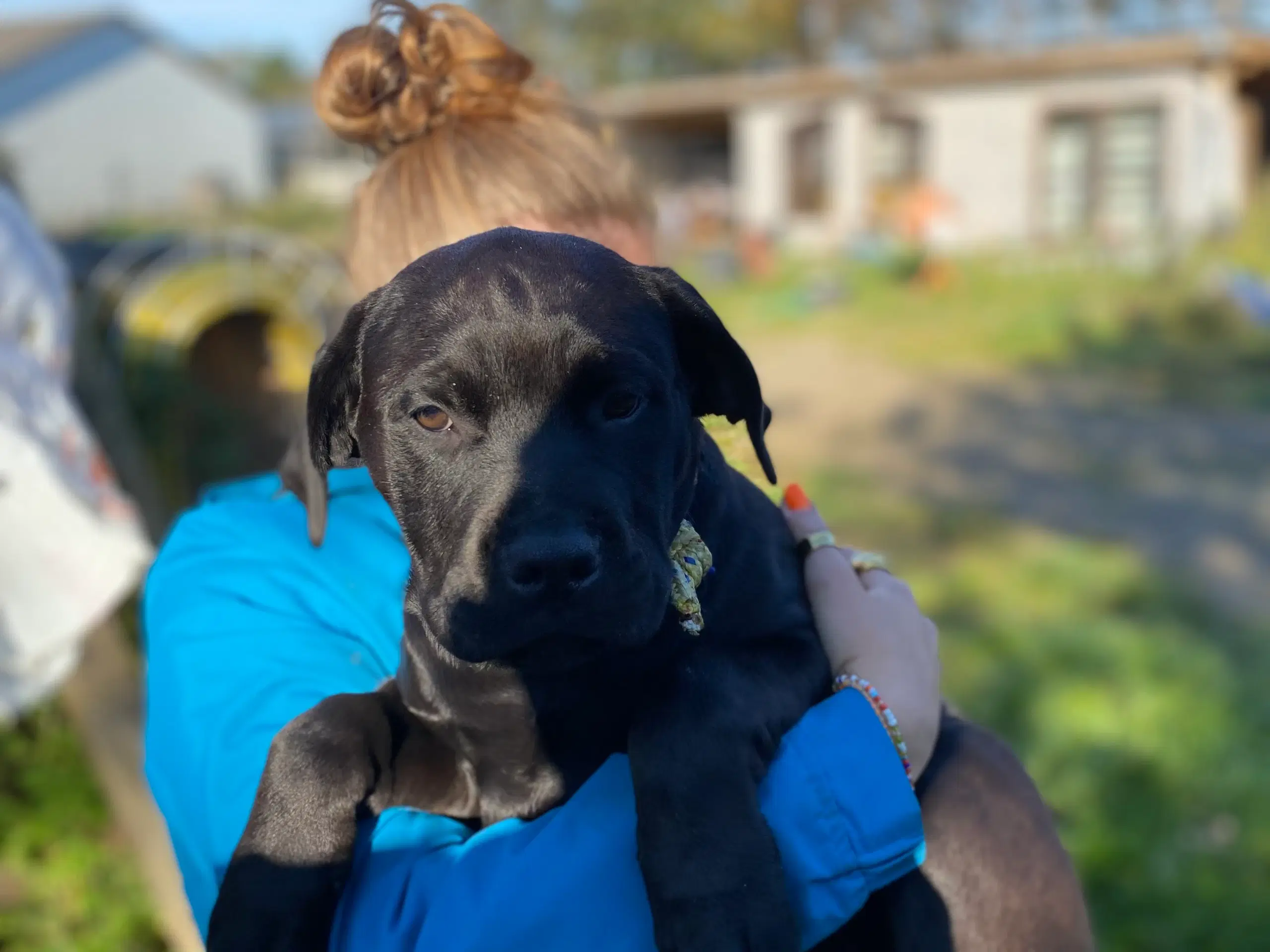 Dejligste Hundehvalpe - Rottweiler/Broholmer/labra