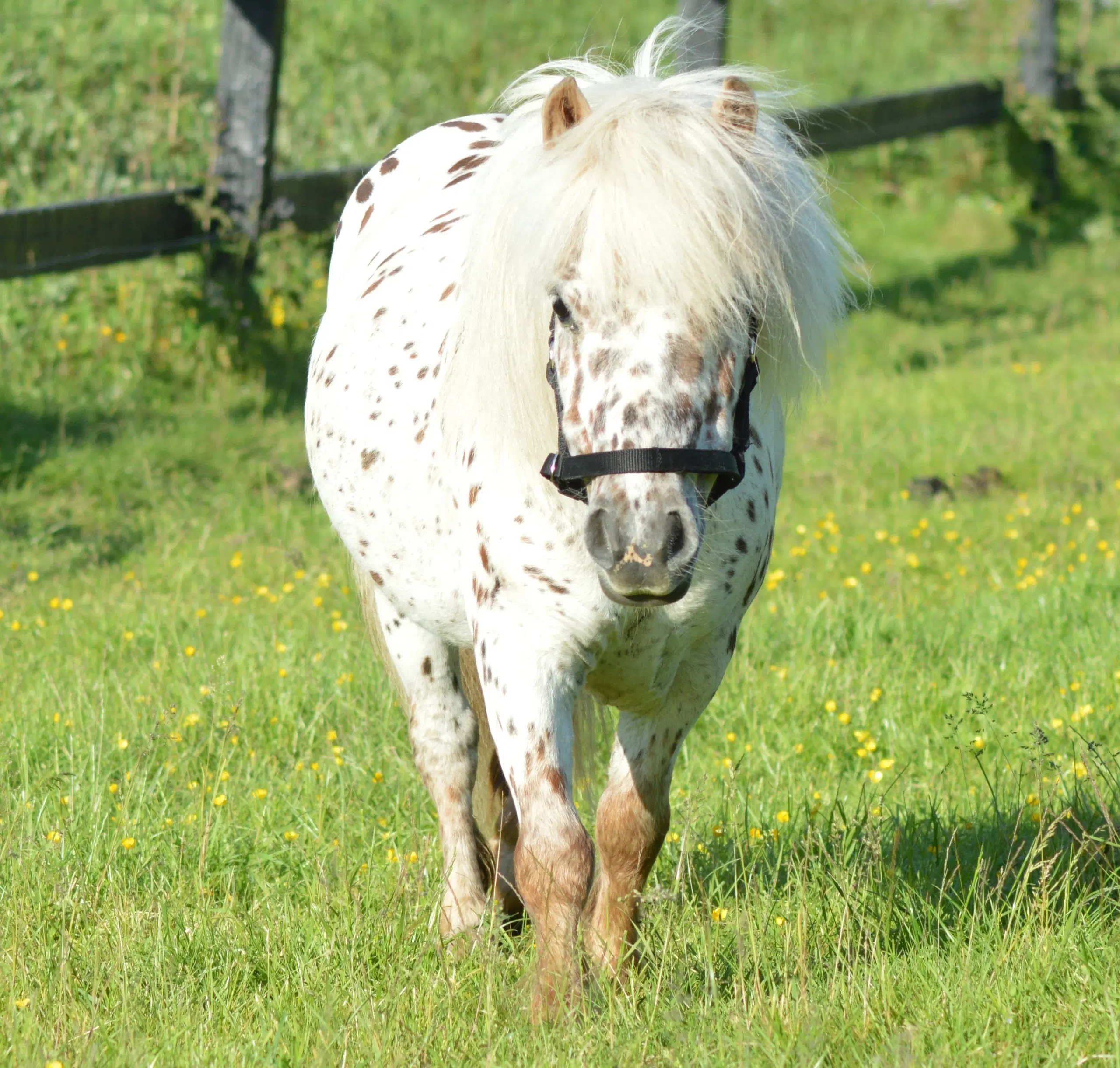 Mowgli -Mini Appaloosa