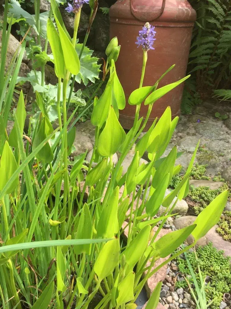 Forskellige planter