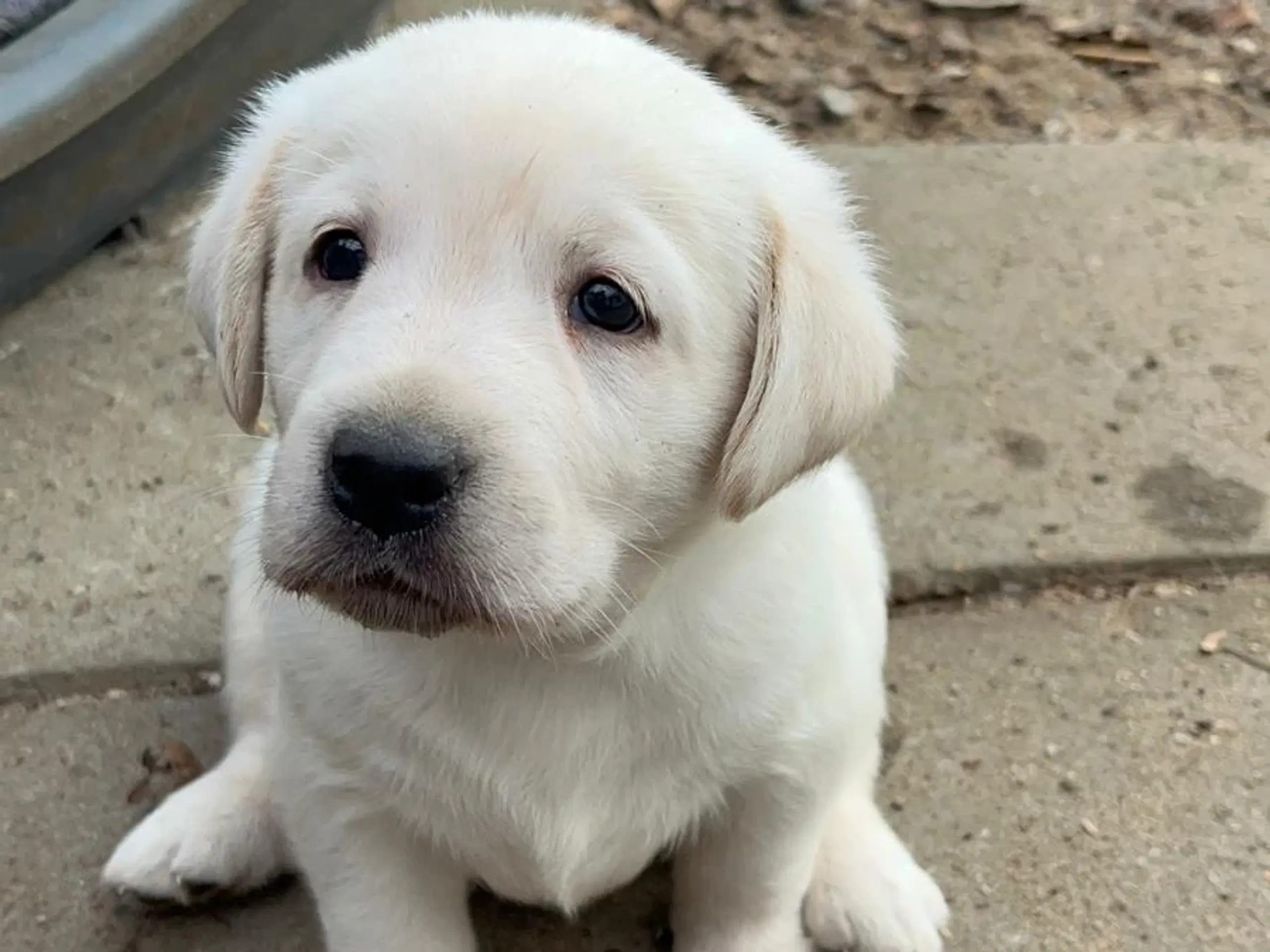 gammeldags labrador  hvalpe