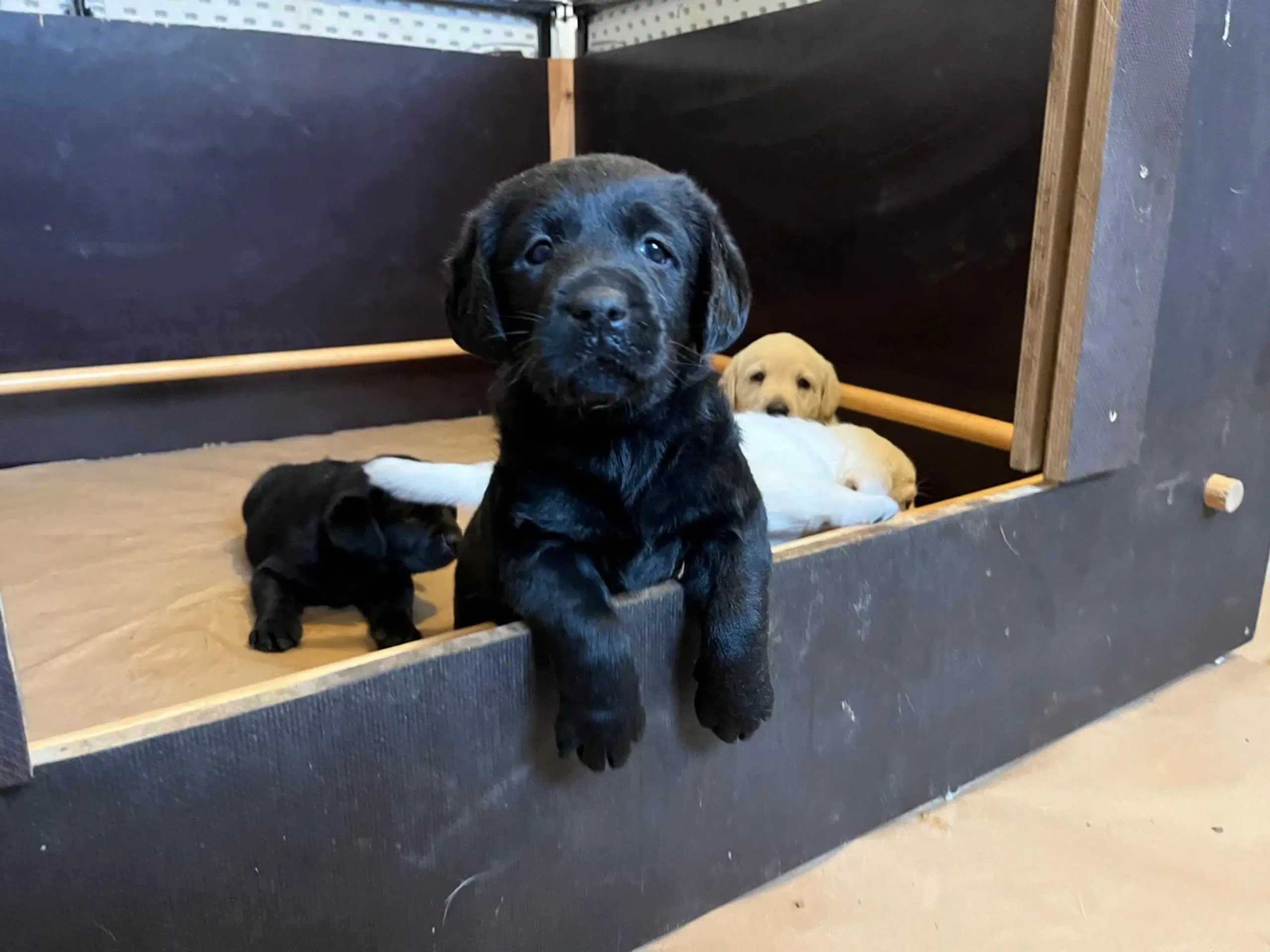 gammeldags labrador  hvalpe