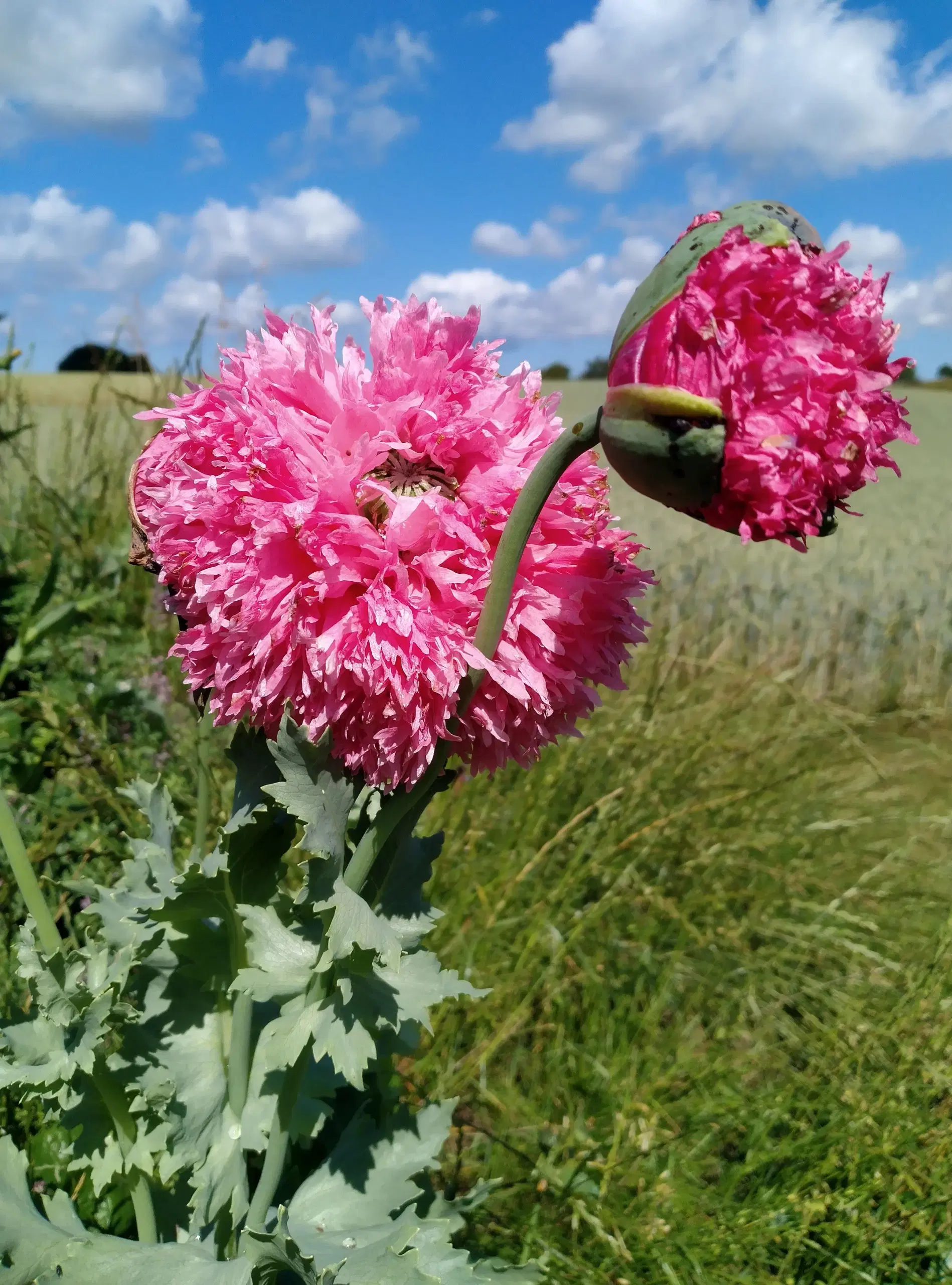 Kæmpe Have Valmue frø rosa