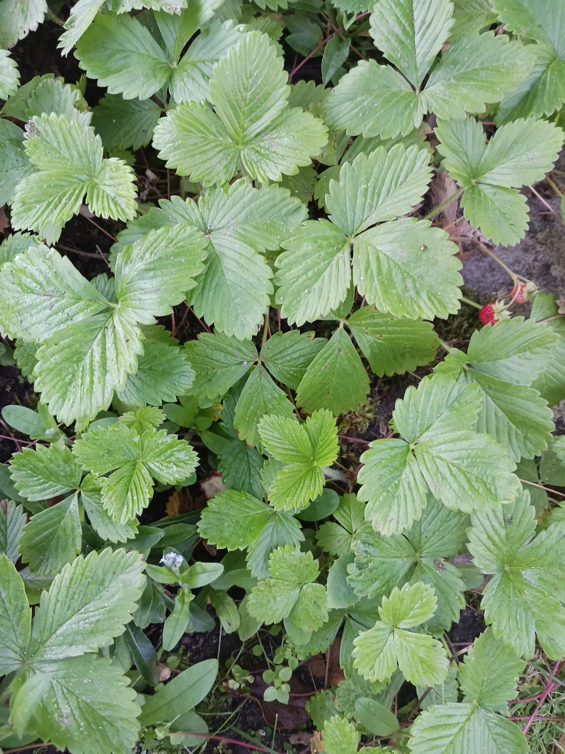 Skovjordbær planter