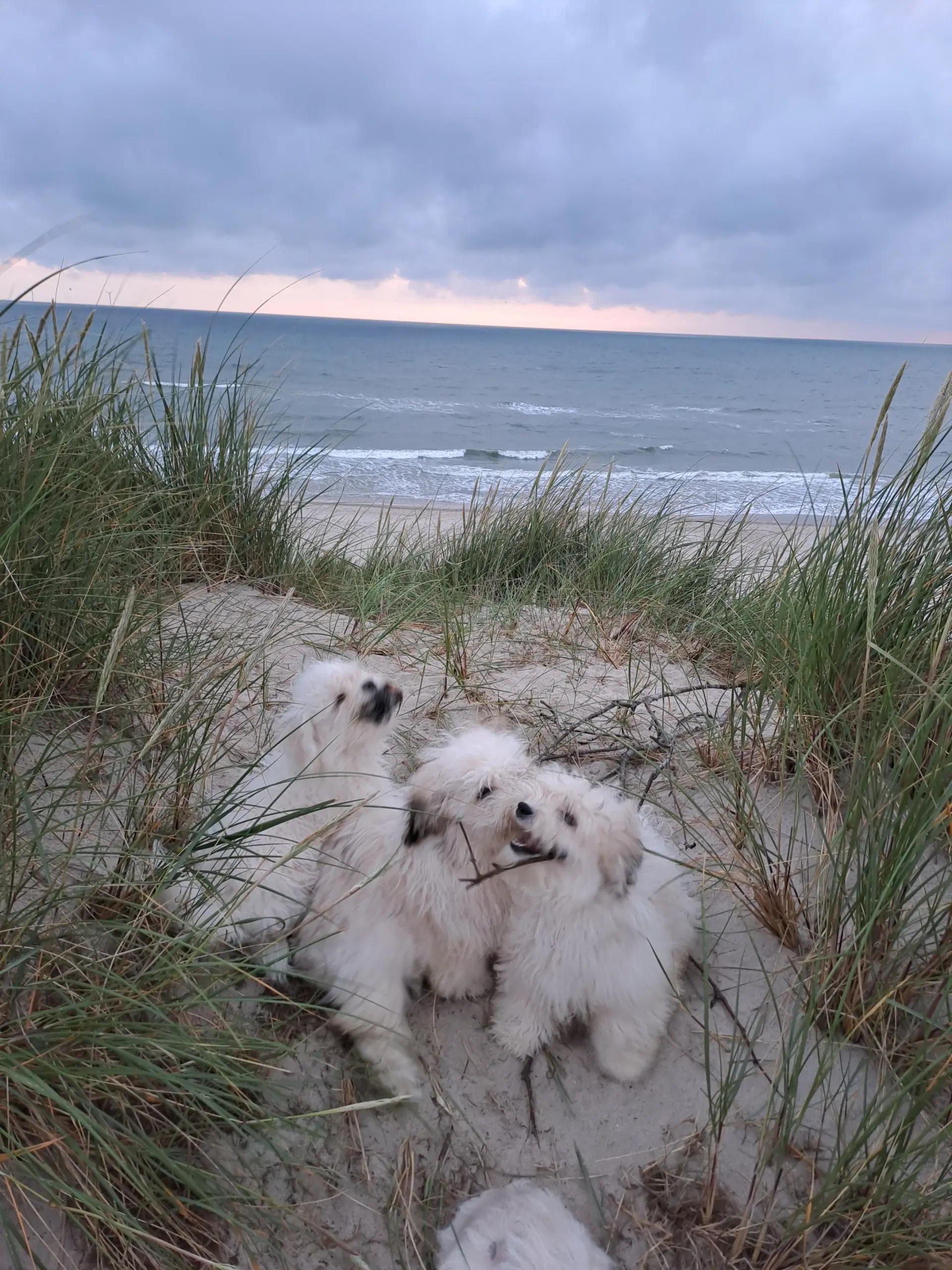 Livsglade coton de tulear hvalpe søger nye hjem