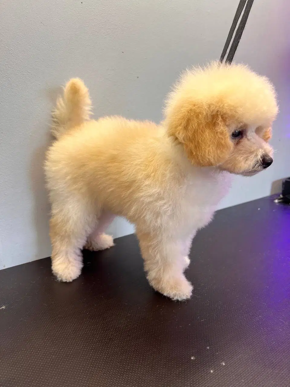 Maltipu maltipoo Hvalp apricot