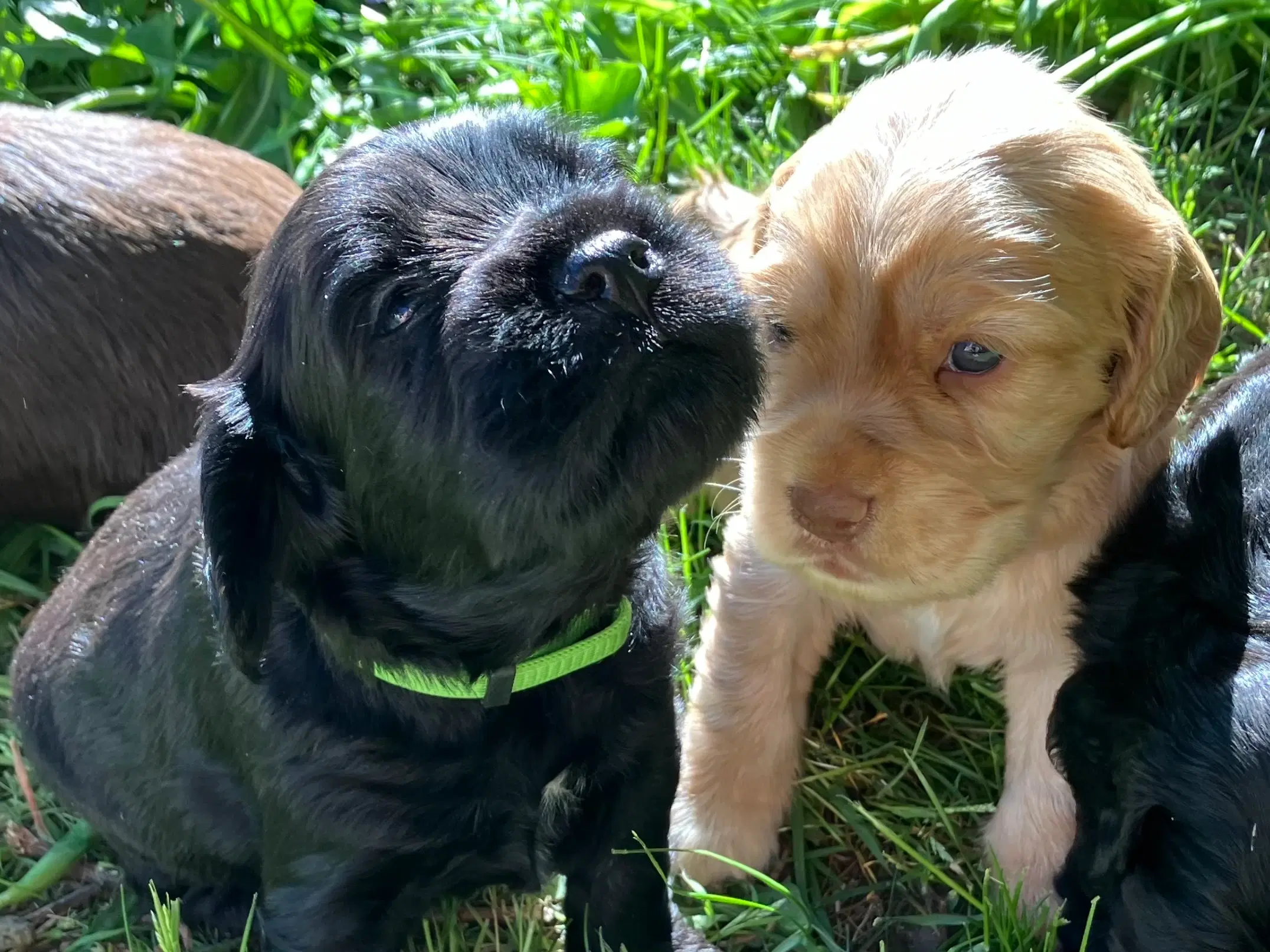 Mini Cocker Spaniel (Cockalier)