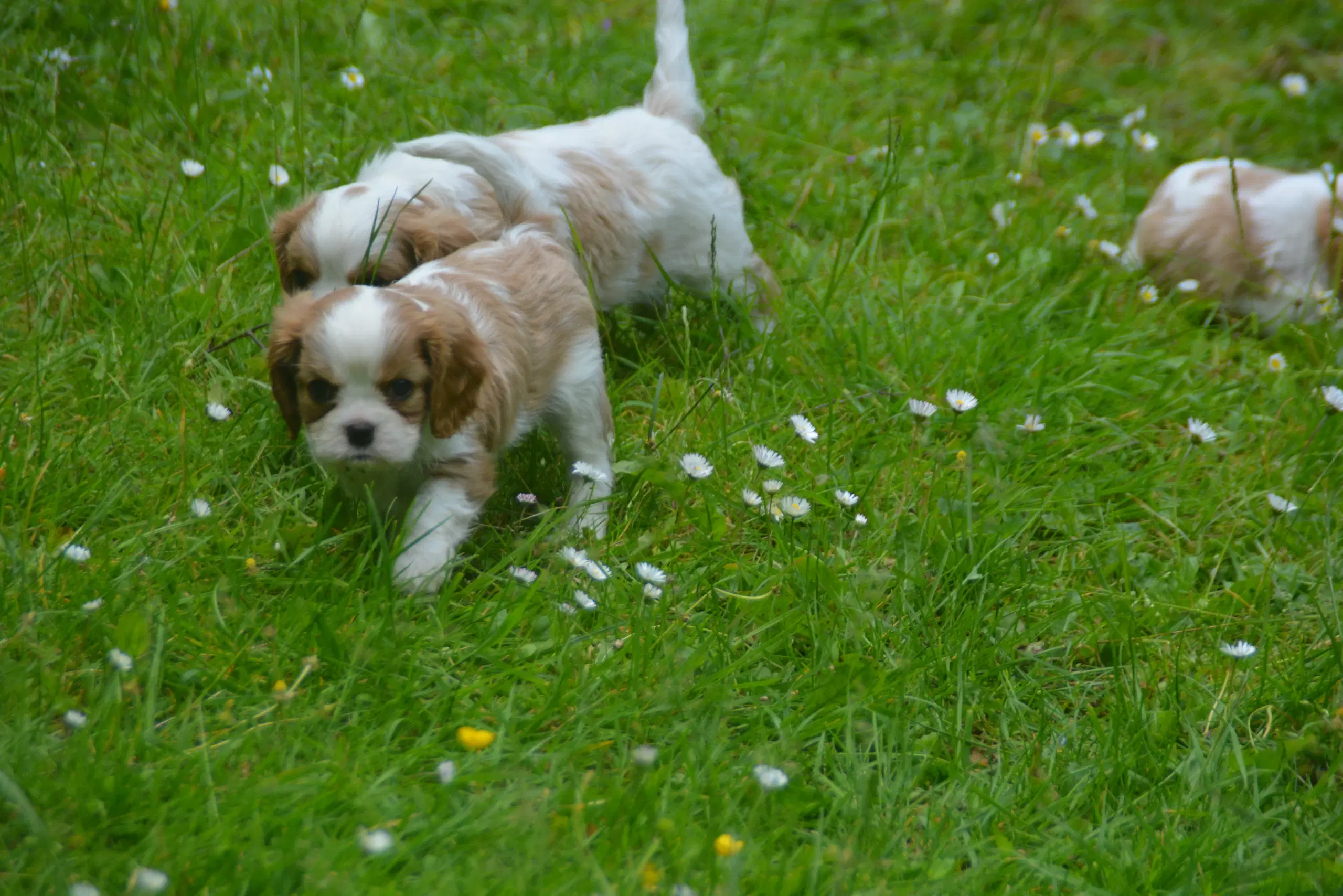 Cavalier King Charles Spaniel