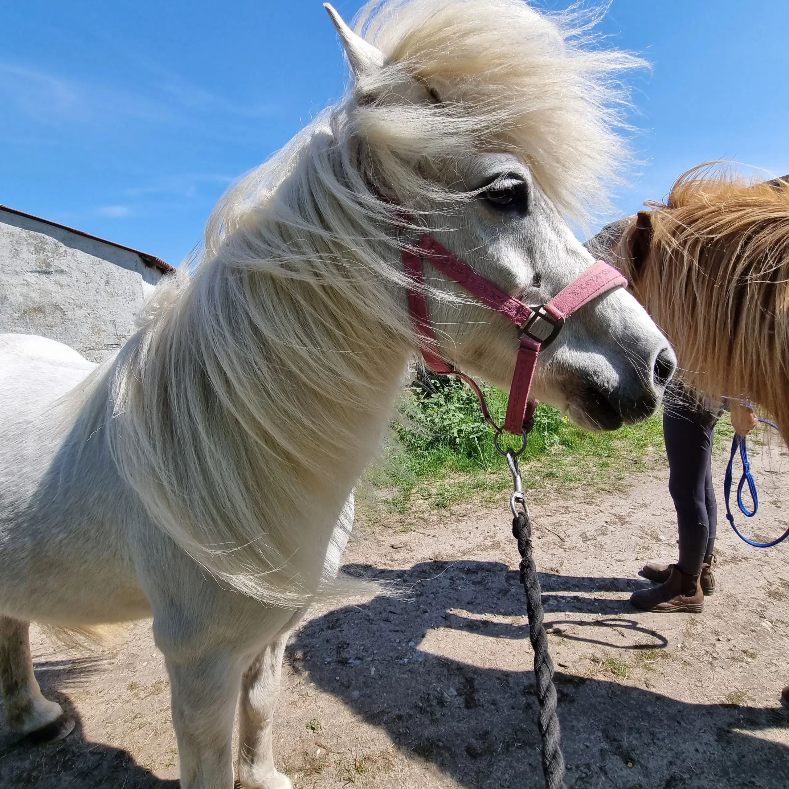 Børnepony/konehest