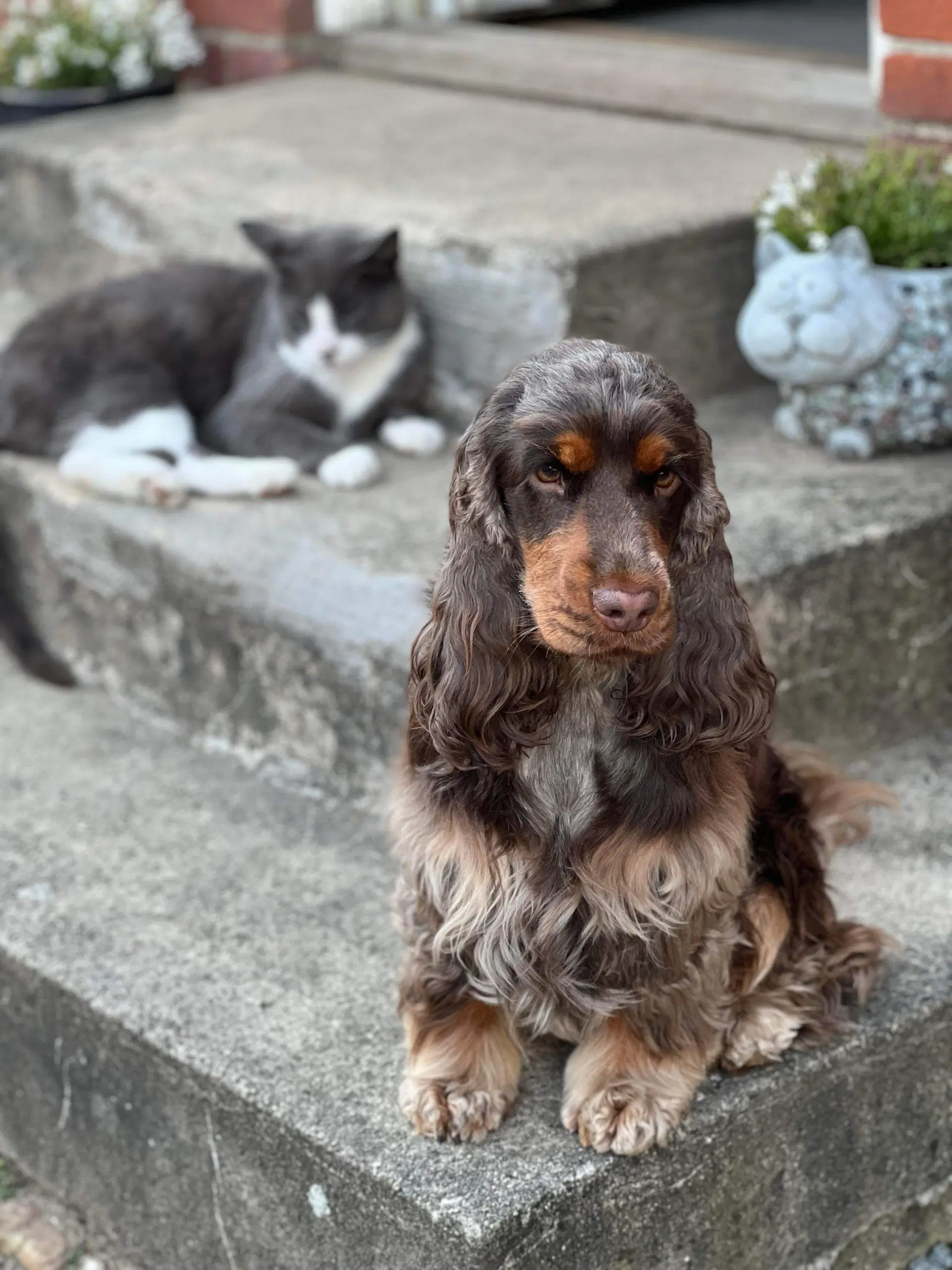 Engelsk cocker spaniel hvalpe